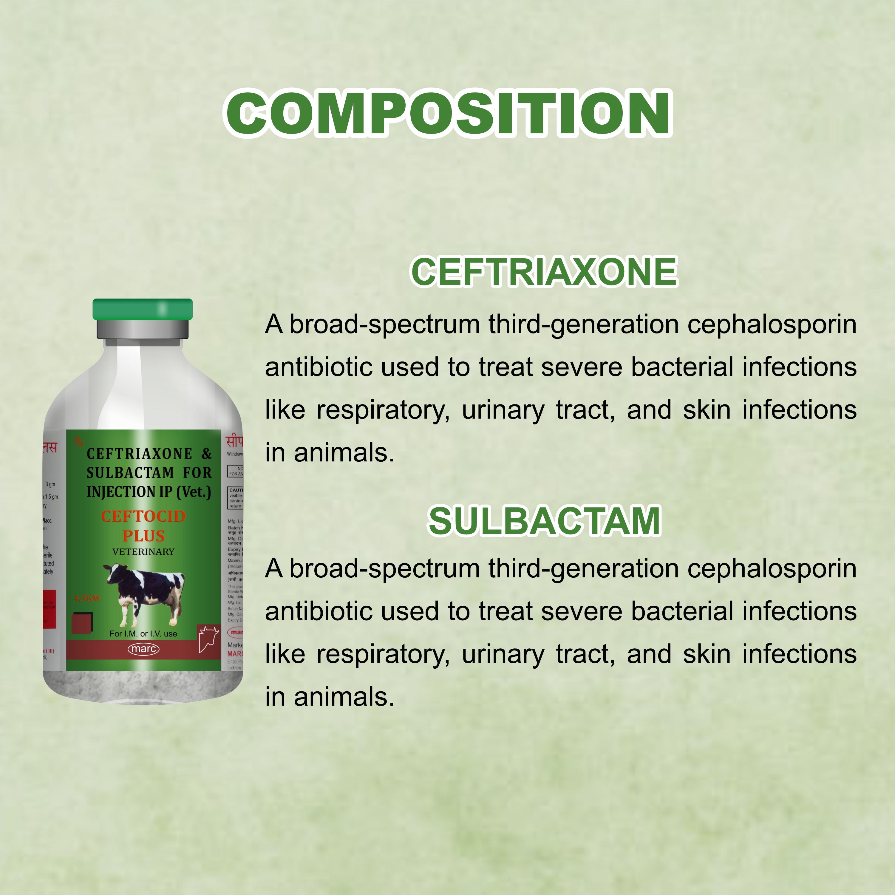 Ceftocid Plus Injection 100ml – Potent Broad-Spectrum Antibiotic for Severe Livestock Infections