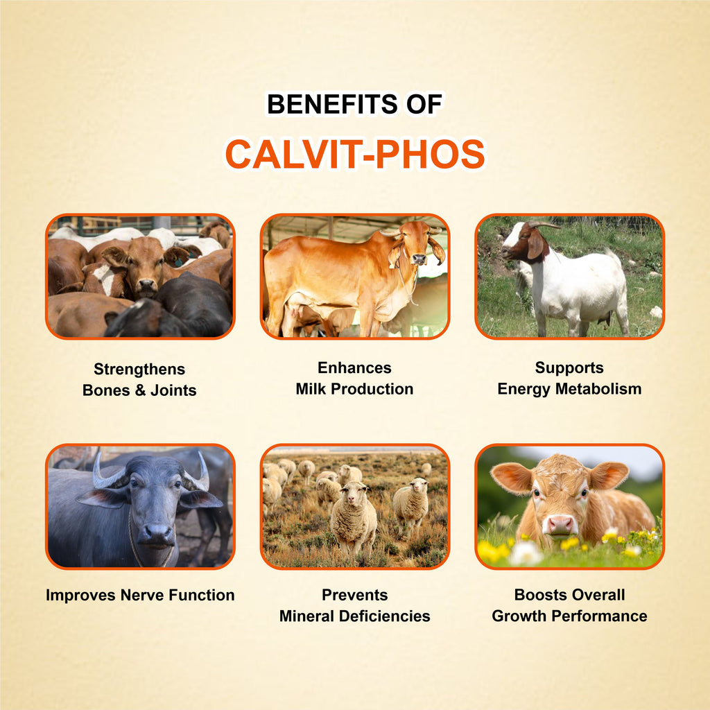 Calvit Phos Syrup 6ltr – Liquid Calcium & Phosphorus with Vitamins D3 & B12 for Livestock