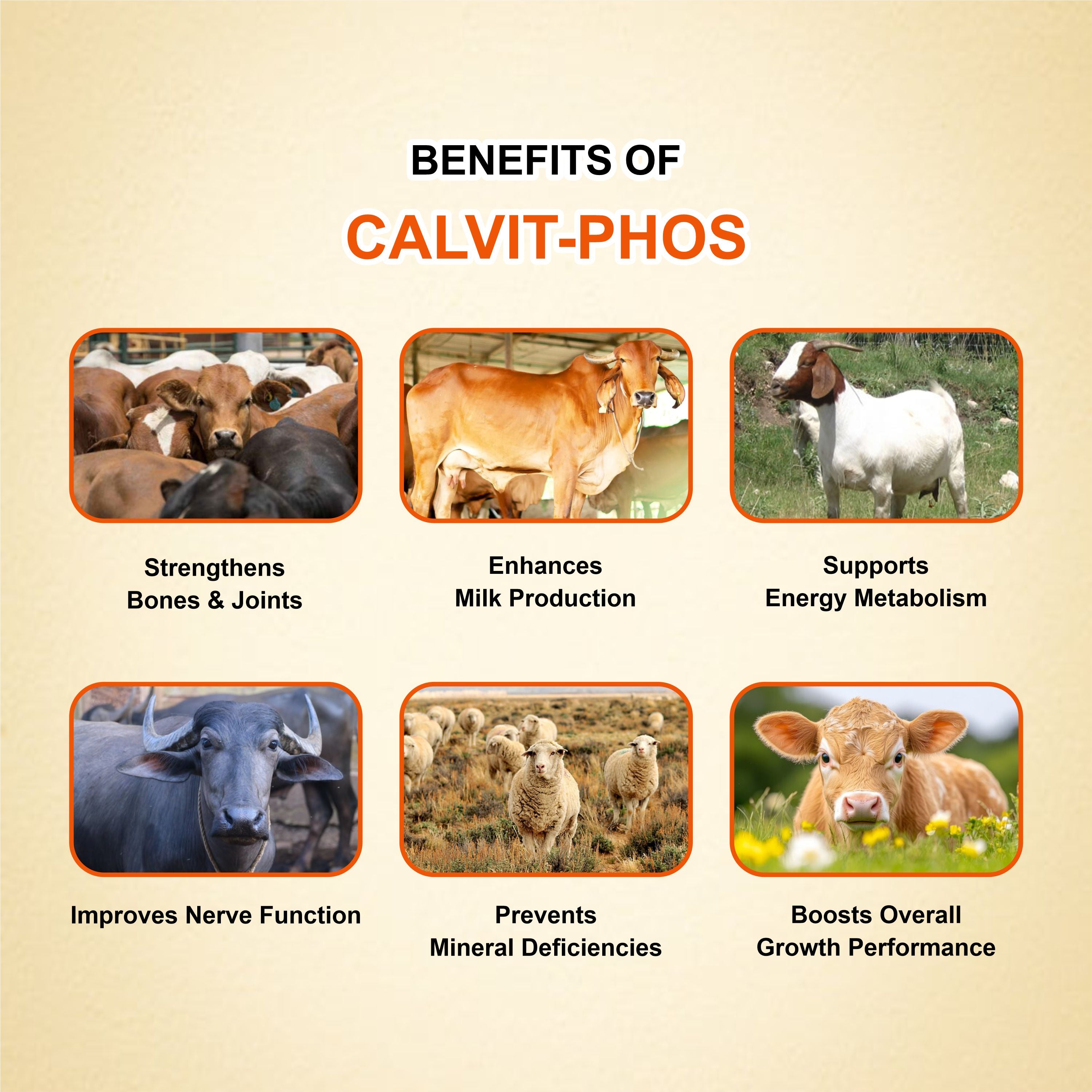 Calvit Phos Syrup 6ltr – Liquid Calcium & Phosphorus with Vitamins D3 & B12 for Livestock