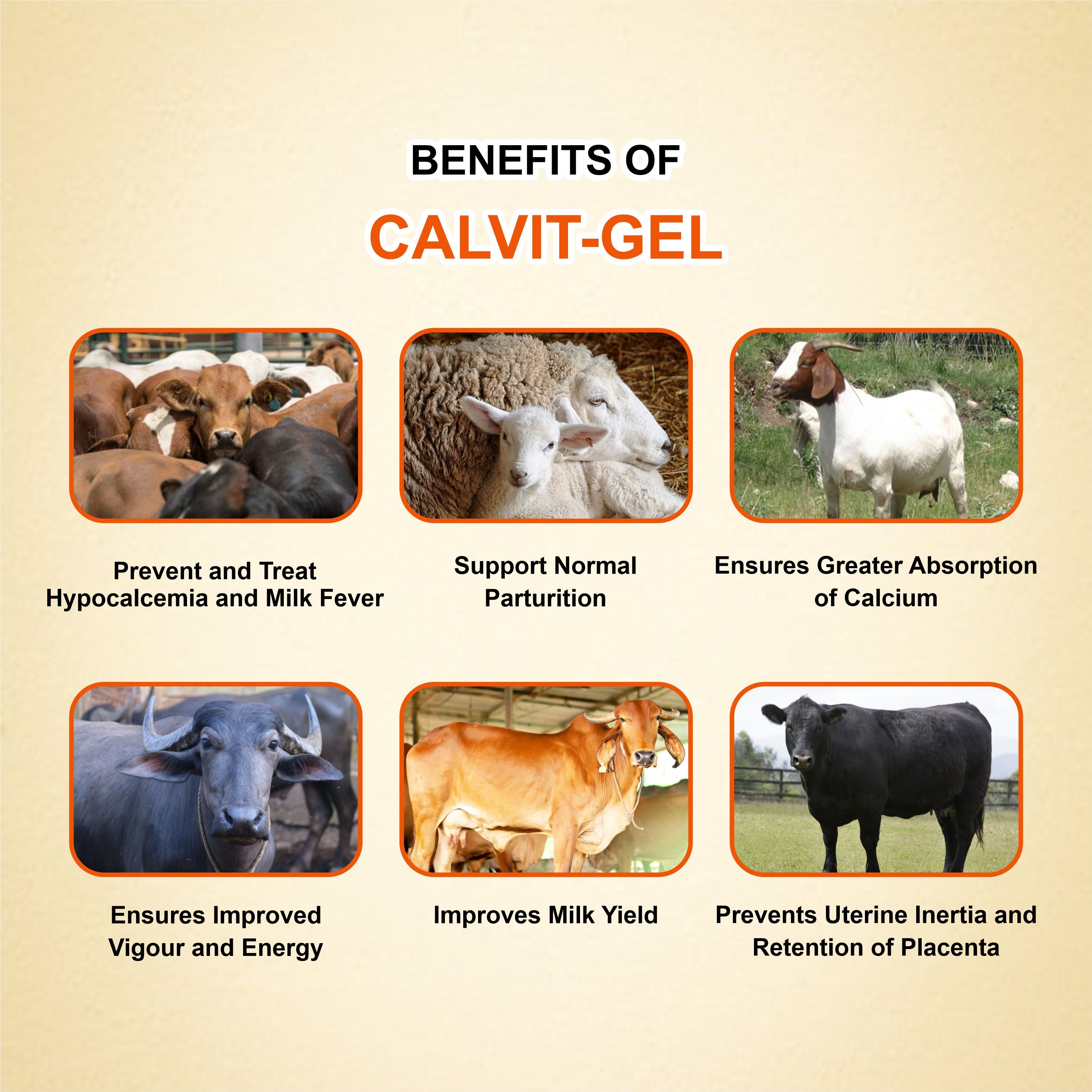 Calvit Gel 300ml – High-Quality Oral Calcium & Vitamin Supplement for Livestock