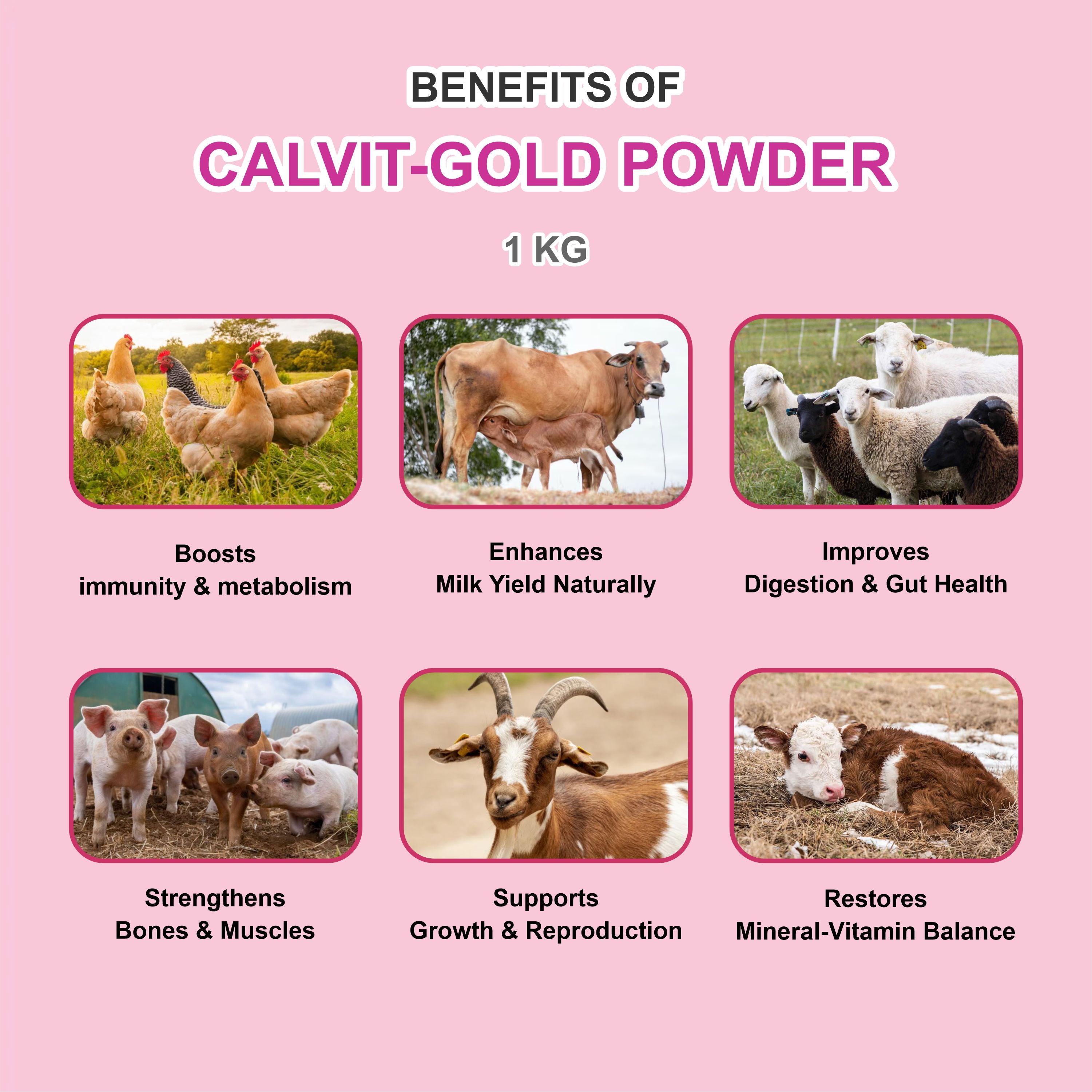 Marc Calvit Gold Powder 1kg – Vitamin, Mineral & Probiotic Tonic for Livestock
