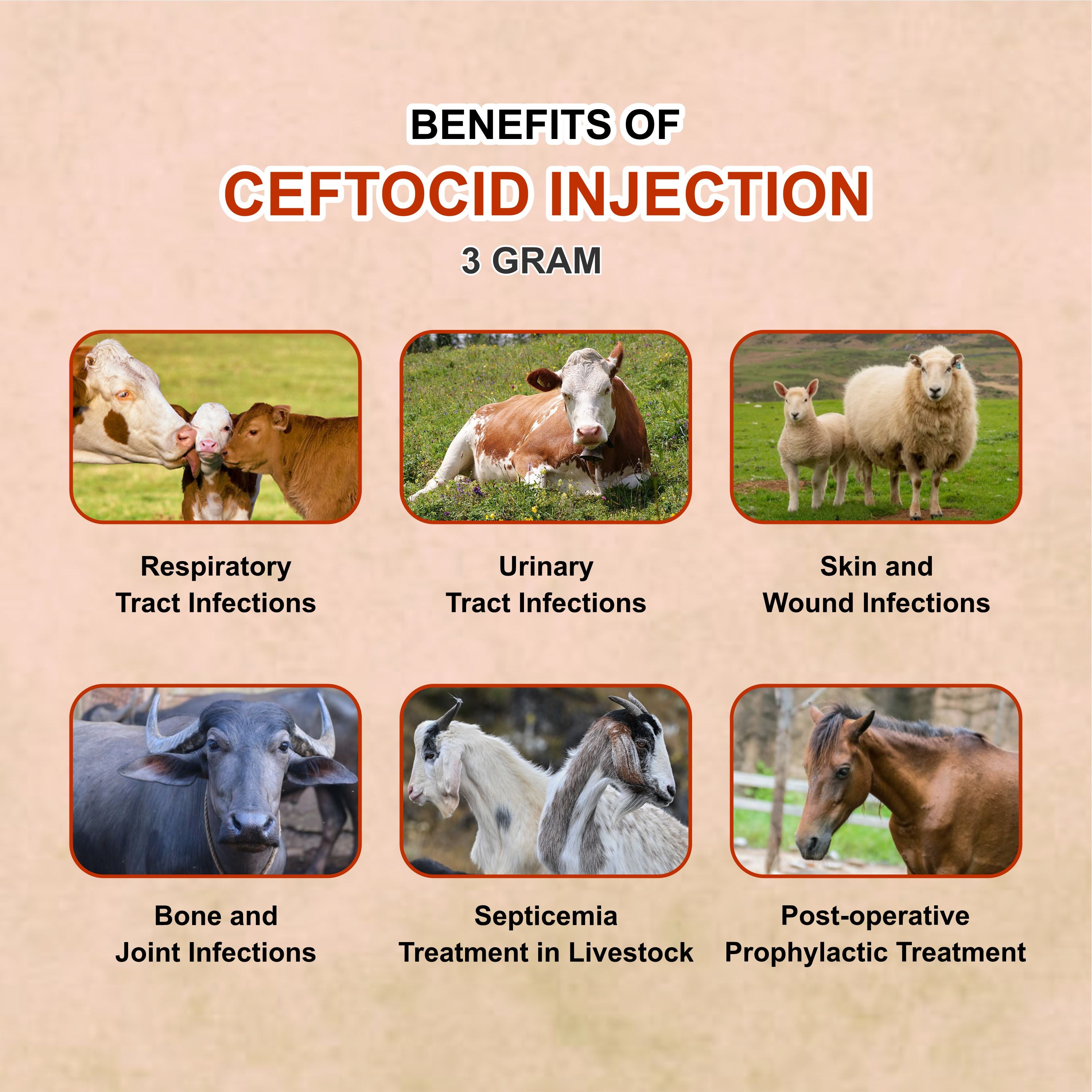 Ceftocid Injection 3GM – Broad Spectrum Ceftriaxone Antibiotic for Livestock Infections