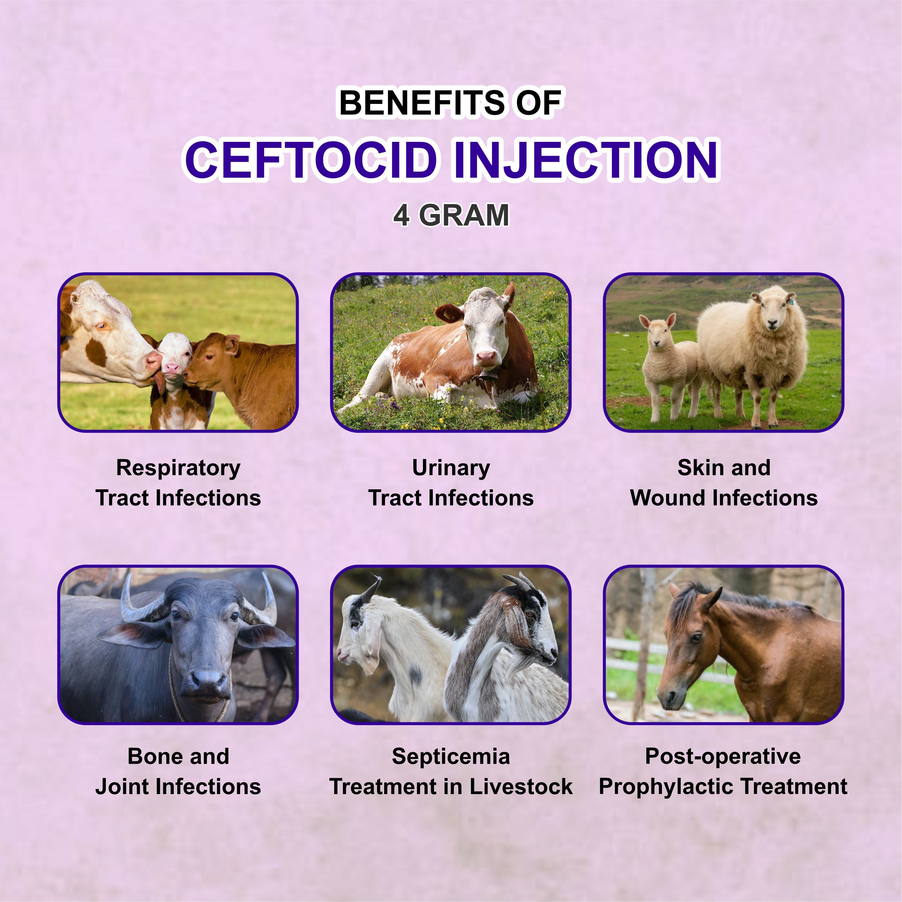 Ceftocid Injection 4GM – Broad-Spectrum Antibiotic Solution for Livestock Infections