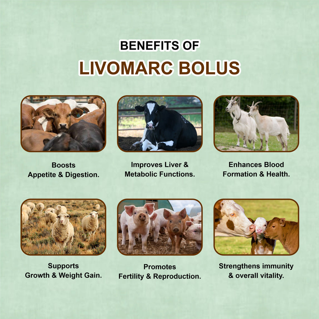 Marc Livomarc Bolus – Veterinary Liver Tonic & Digestive Supplement for Cattle, Buffaloes, Goats & Sheep