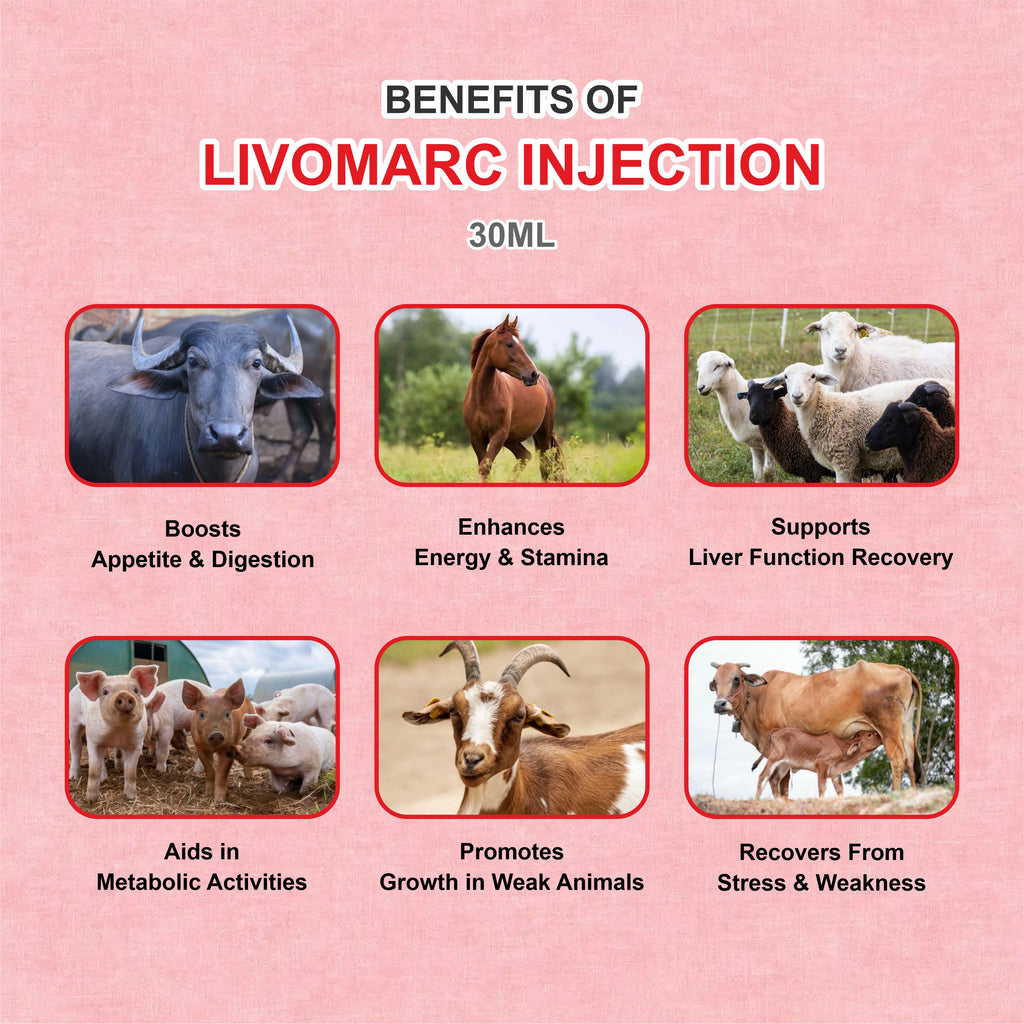 Livomarc Injection 30ml – Complete Liver Tonic & Vitality Booster for Livestock (Pack of 5)