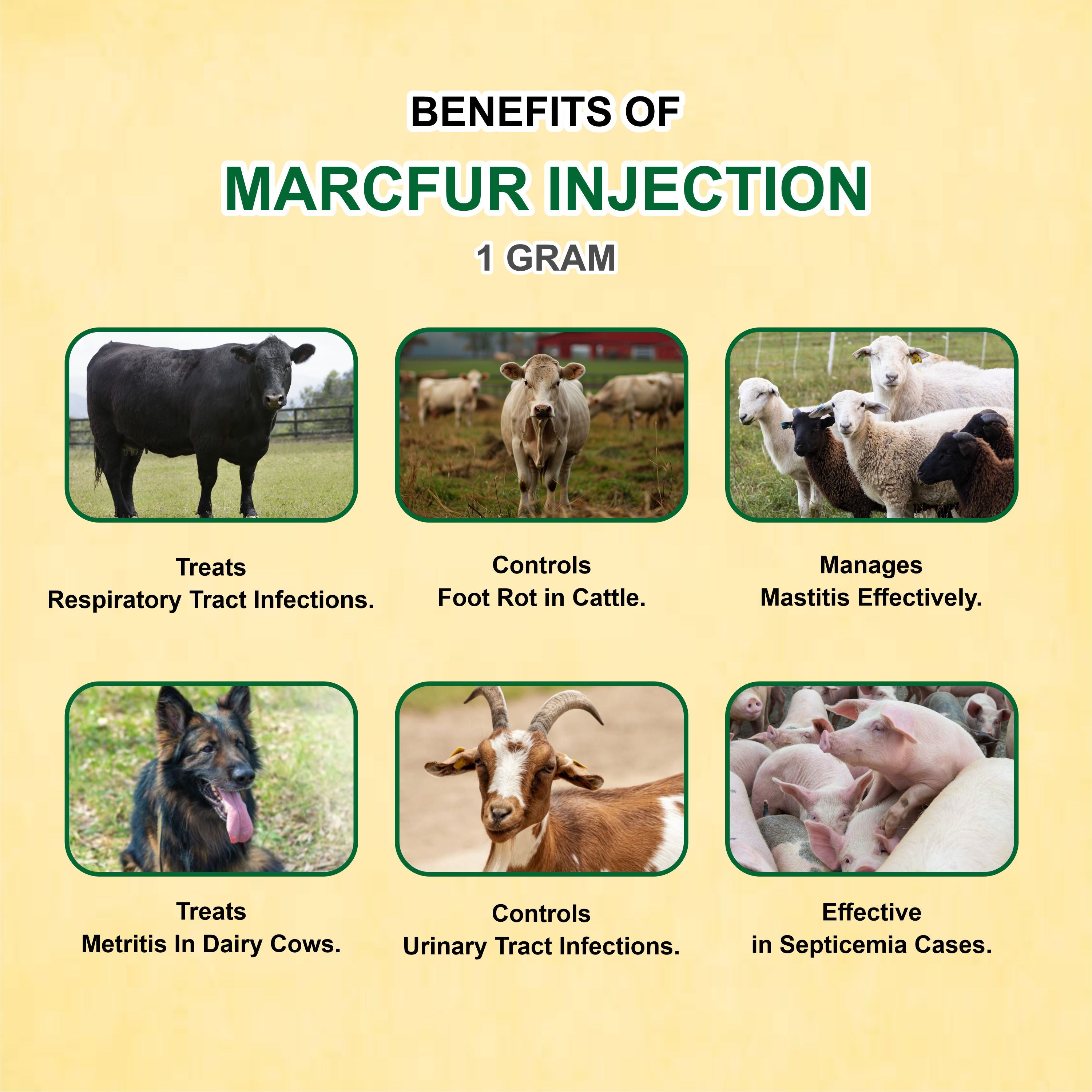 Marcfur Injection 1Gm – Powerful Broad-Spectrum Veterinary Antibiotic with Ceftiofur