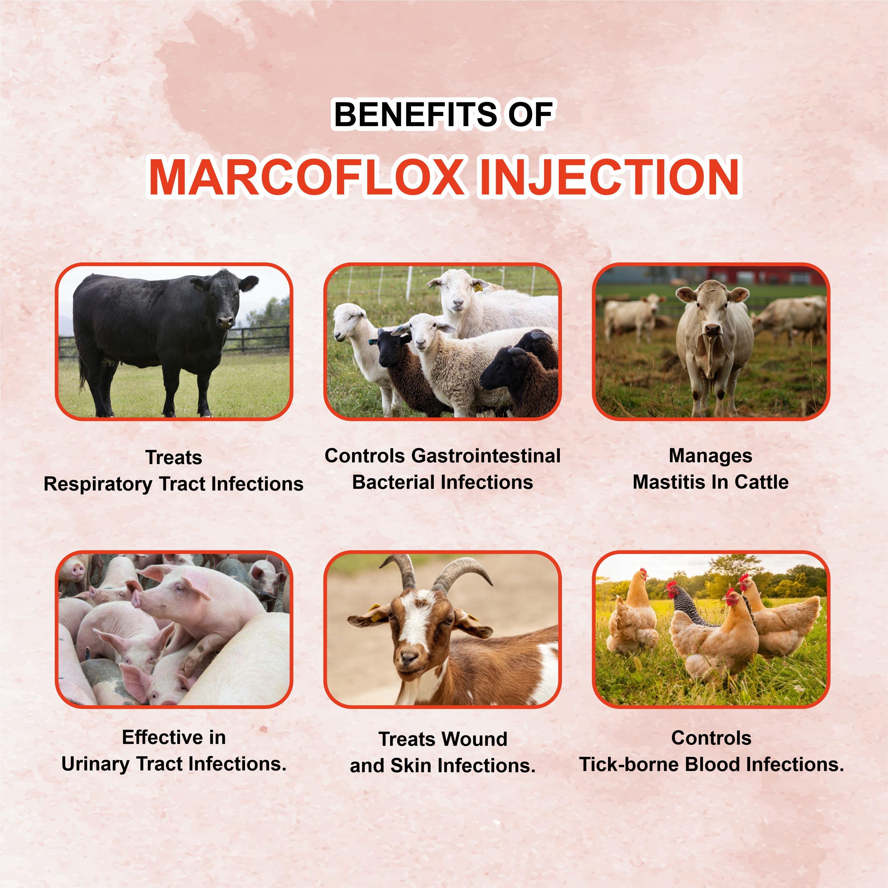 Marc Marcoflox Injection 100ml – Trusted Enrofloxacin Antibiotic for Powerful Veterinary Infection Control