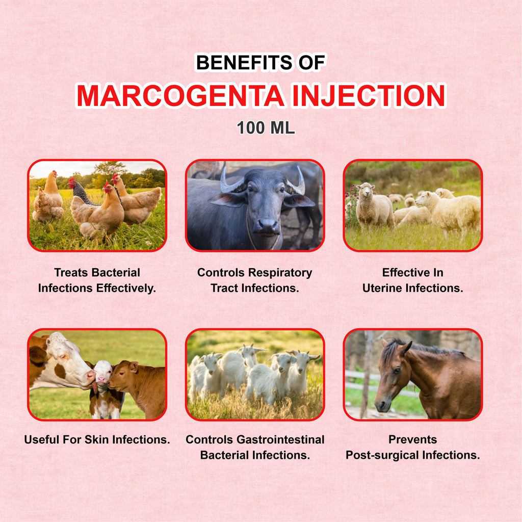 Marcogenta Injection 100ml – Trusted Gentamicin Antibiotic for Livestock Infections