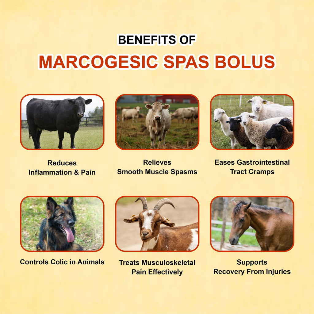 Marcogesic Spas Bolus (5x4) – Advanced Antispasmodic & Analgesic for Livestock