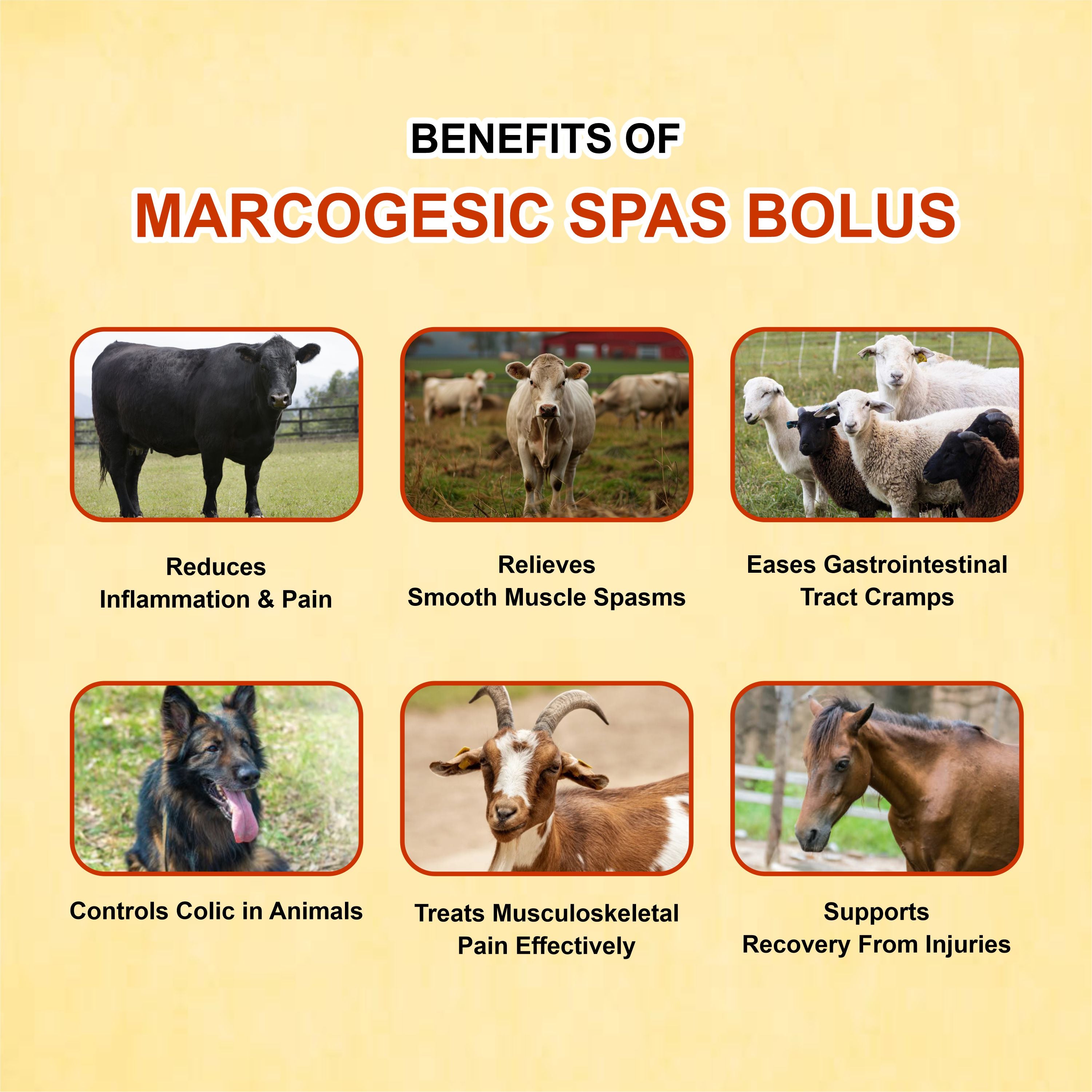 Marcogesic Spas Bolus (5x4) – Advanced Antispasmodic & Analgesic for Livestock