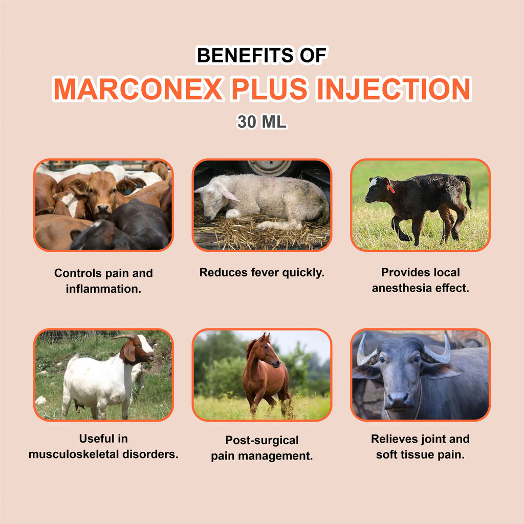 Marconex Plus Injection 30ml – Fast-Acting Veterinary Pain Relief & Anti-Inflammatory for Livestock & Pets (Pack of 3)
