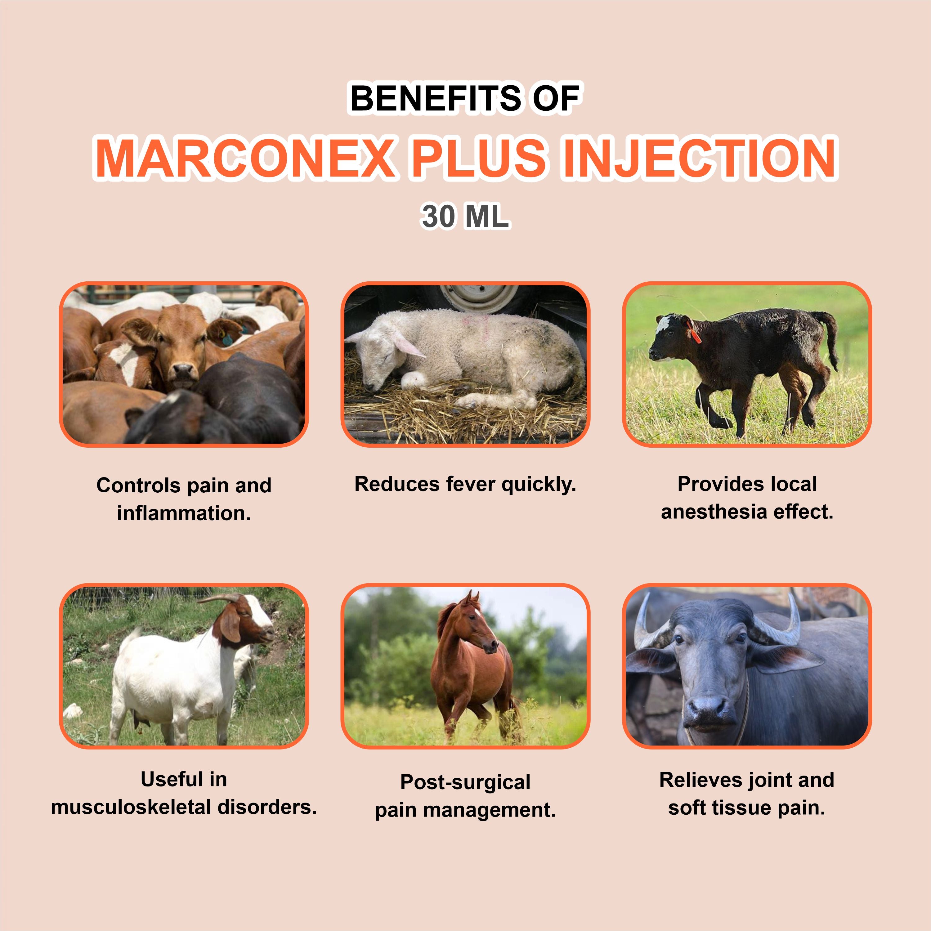 Marconex Plus Injection 30ml – Fast-Acting Veterinary Pain Relief & Anti-Inflammatory for Livestock & Pets (Pack of 3)