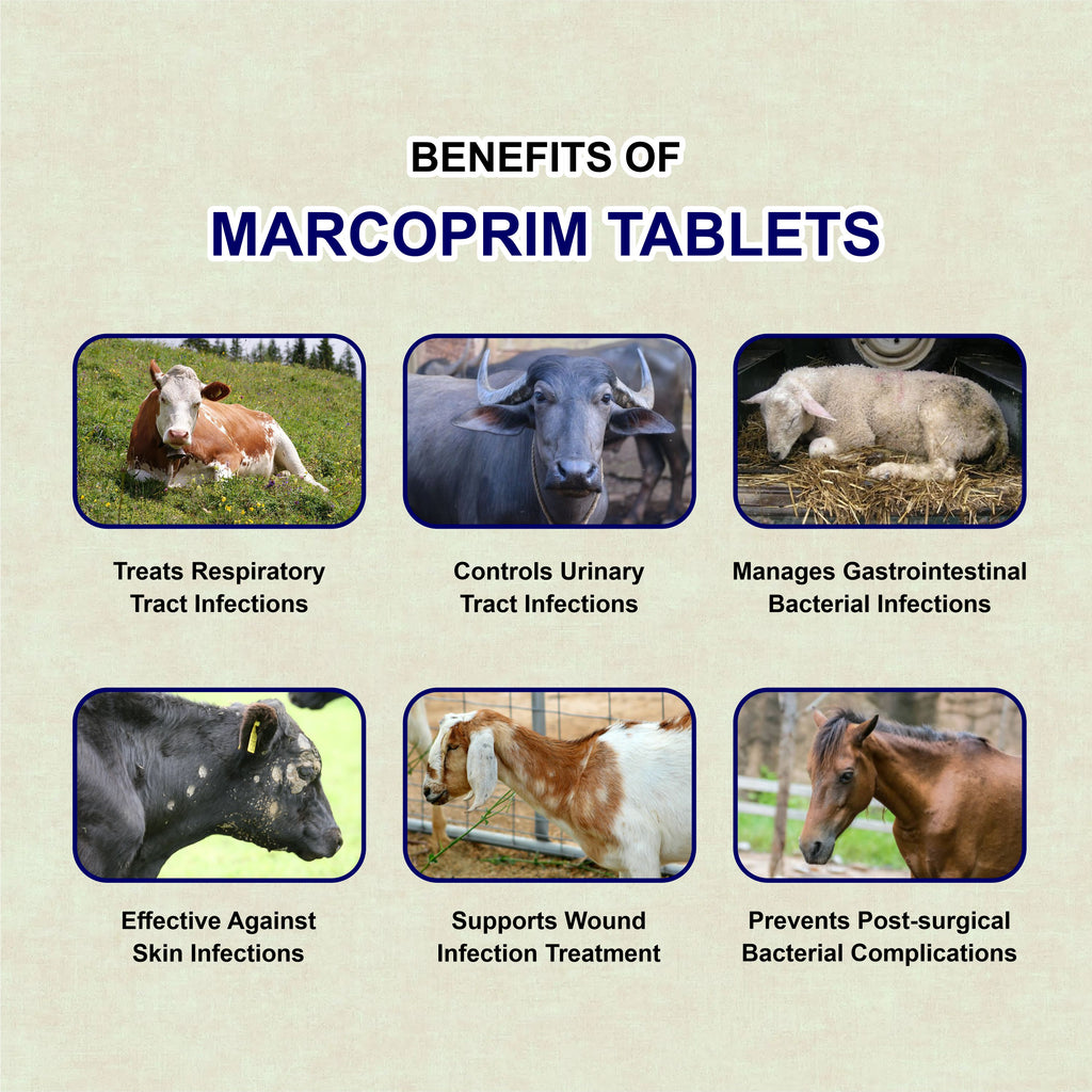 Marc Marcoprim Bolus – Broad-Spectrum Veterinary Antibiotic
