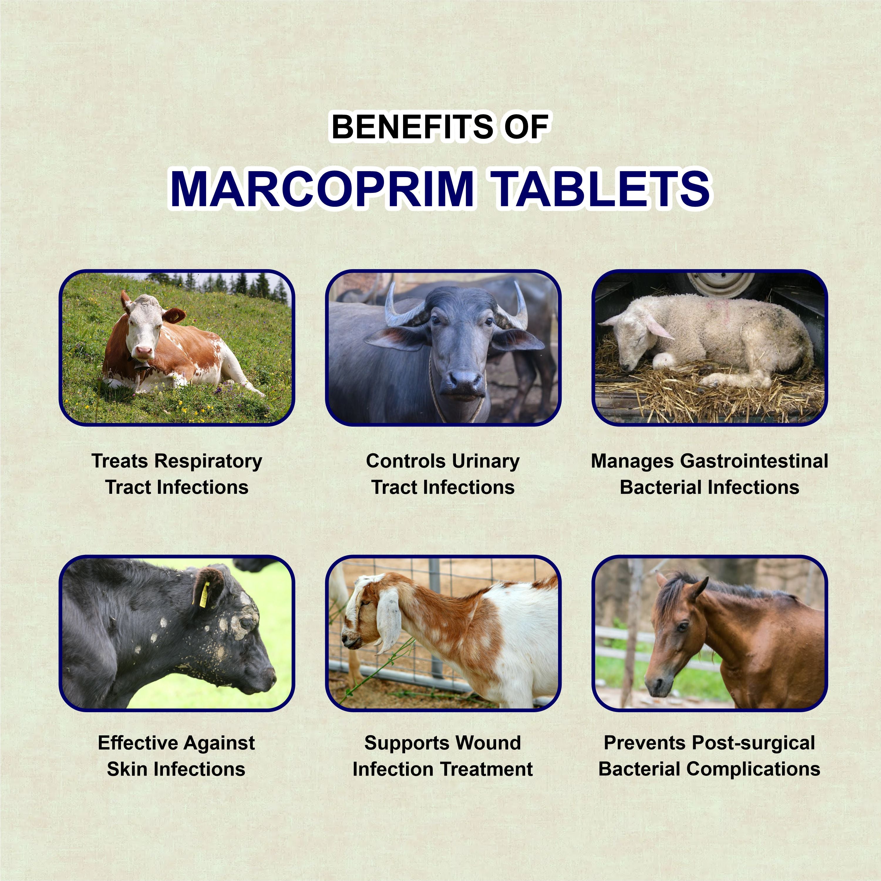 Marc Marcoprim Bolus – Broad-Spectrum Veterinary Antibiotic