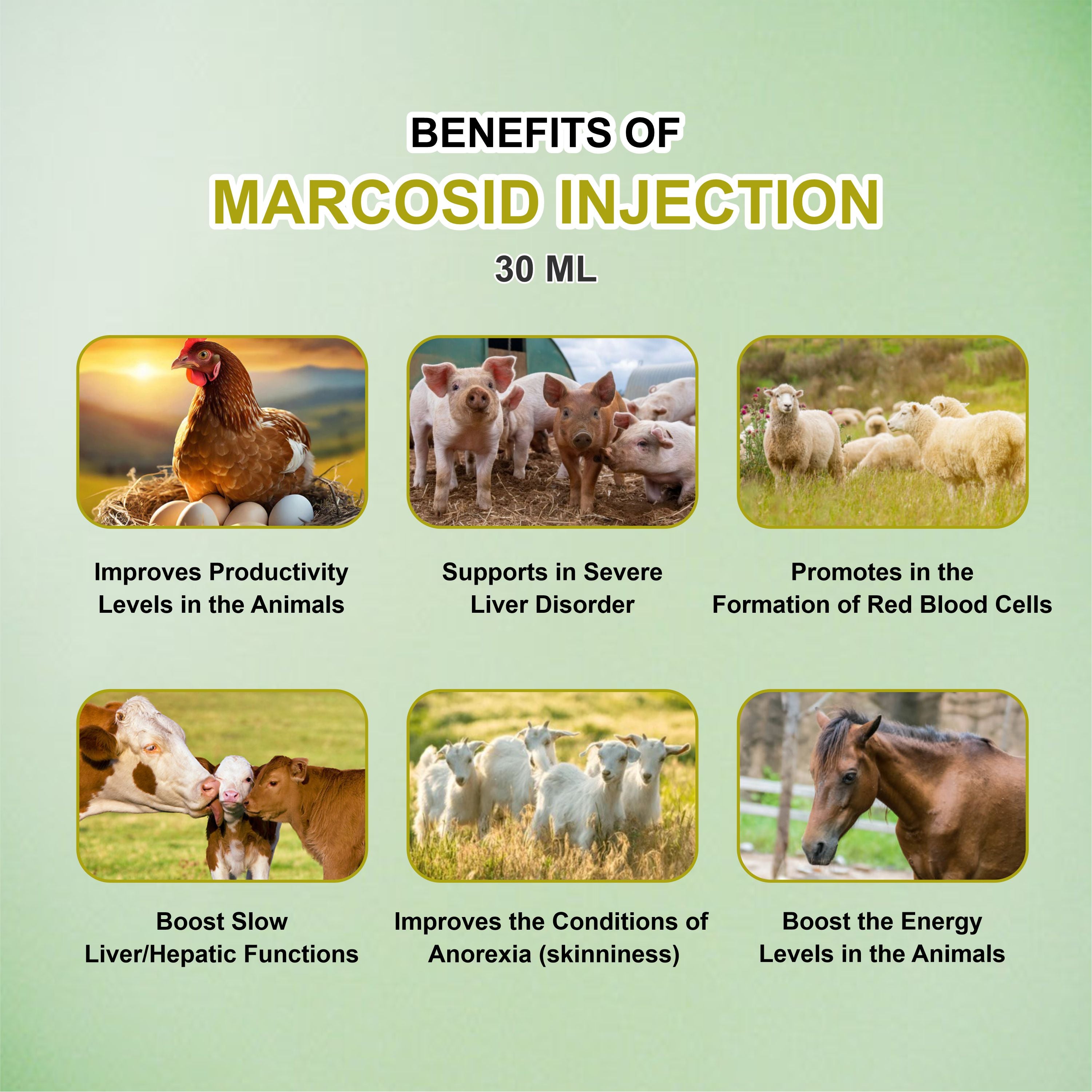 Marcosid Injection 30ml – Powerful B-Complex Support for Energy, Nerve & Muscle Health in Livestock (Pack of 3)