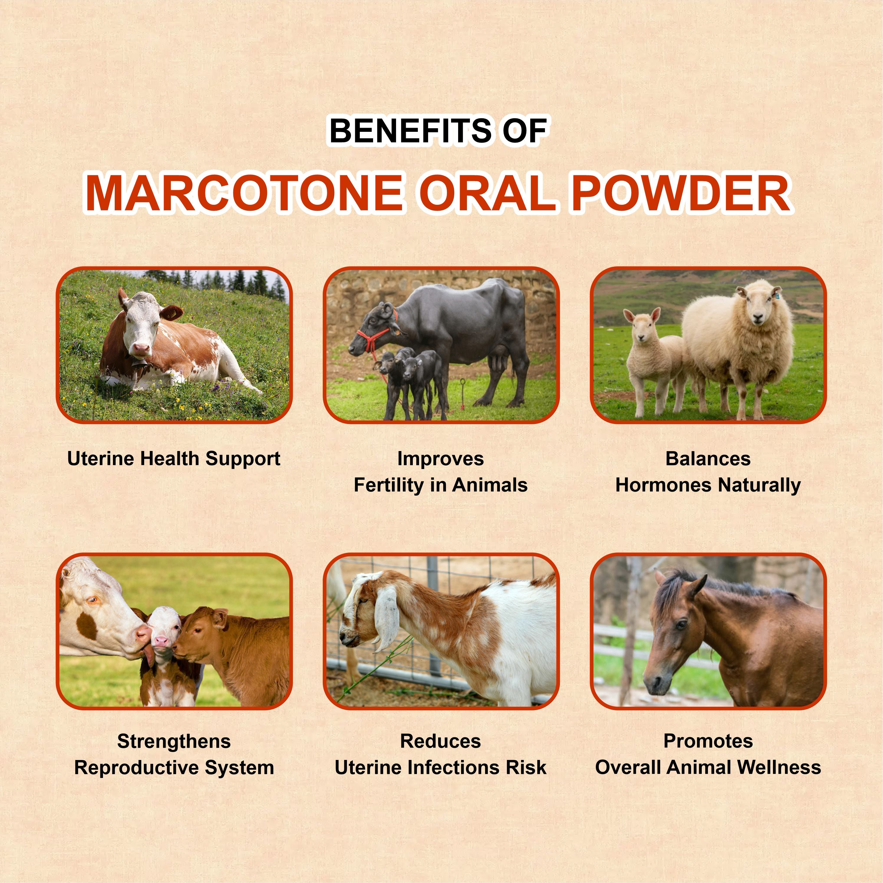 Marcotone Oral Powder – Natural Liver & Immunity Support for Livestock