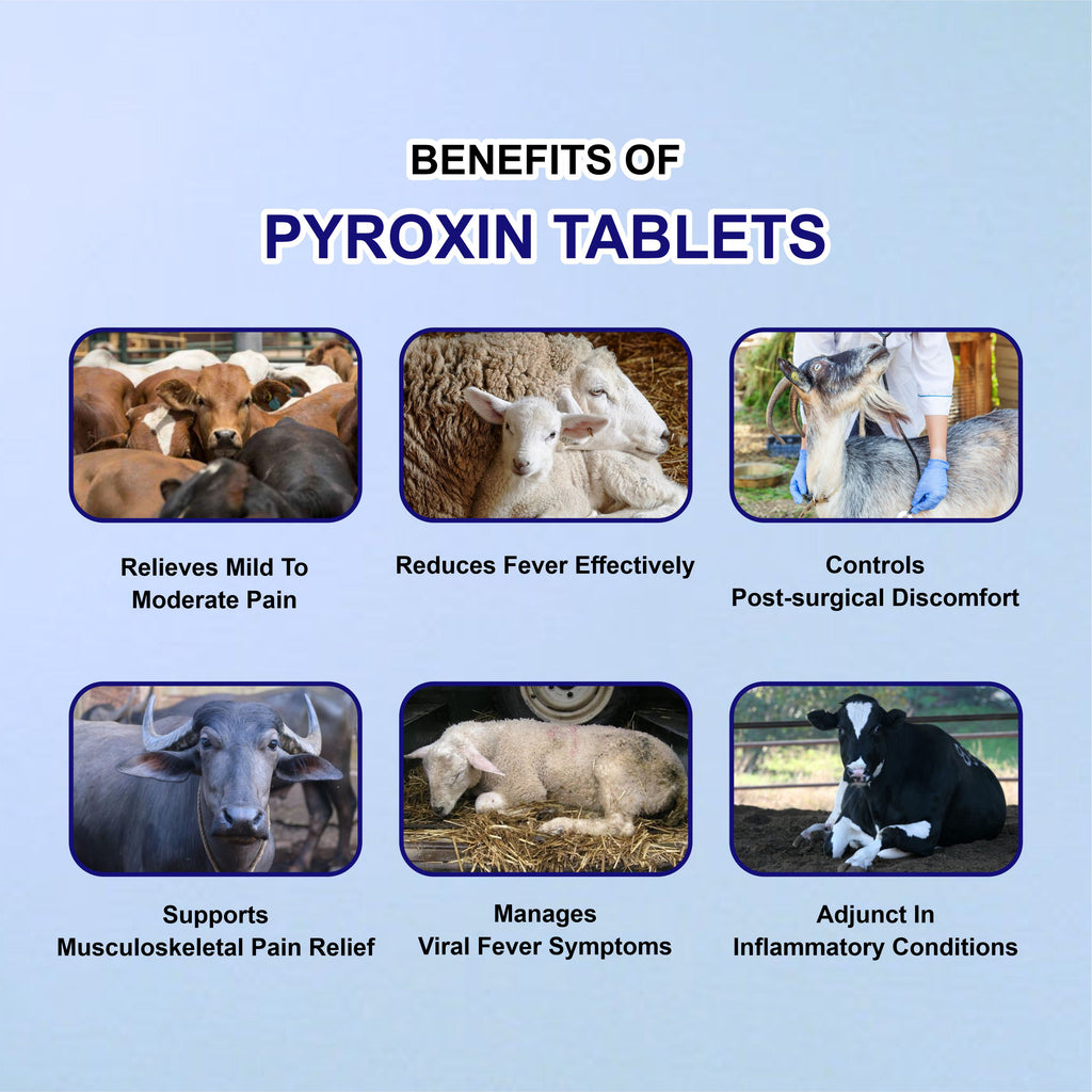 Pyroxin Bolus (10x4) – Veterinary Antipyretic & Analgesic for Livestock