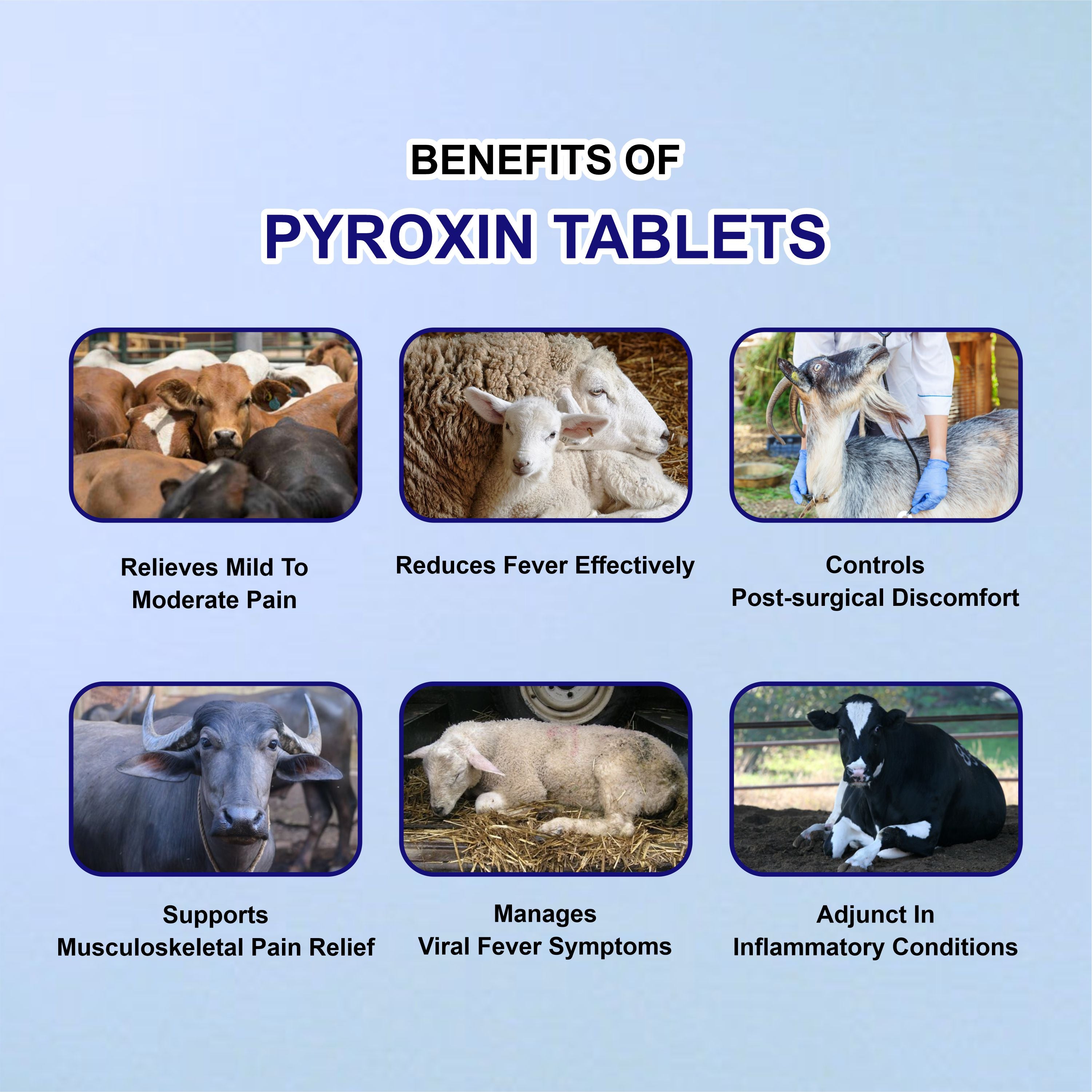 Pyroxin Bolus (10x4) – Veterinary Antipyretic & Analgesic for Livestock