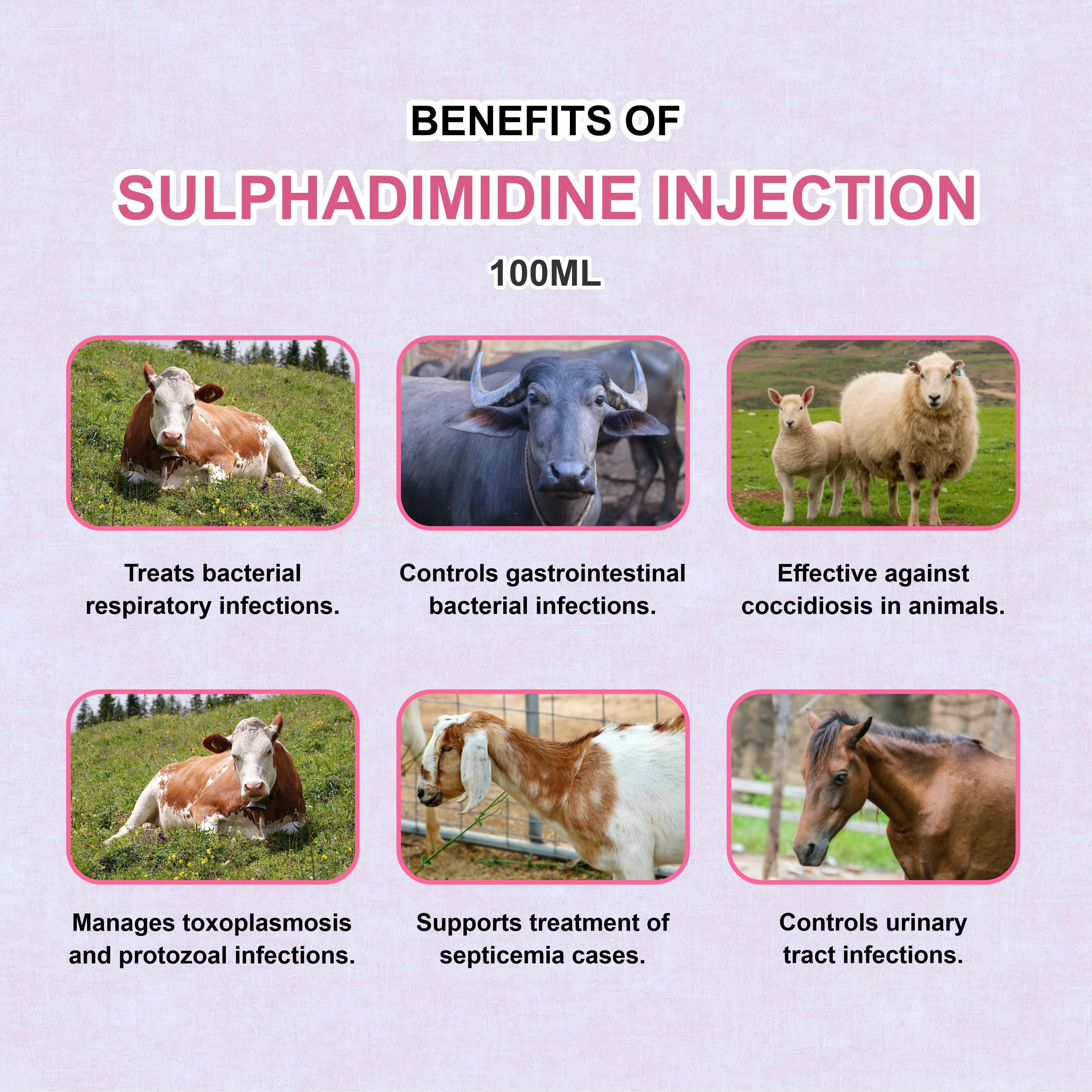 Sulphadimidine Injection 100ml  – Trusted Antibacterial & Antiprotozoal Solution for Livestock