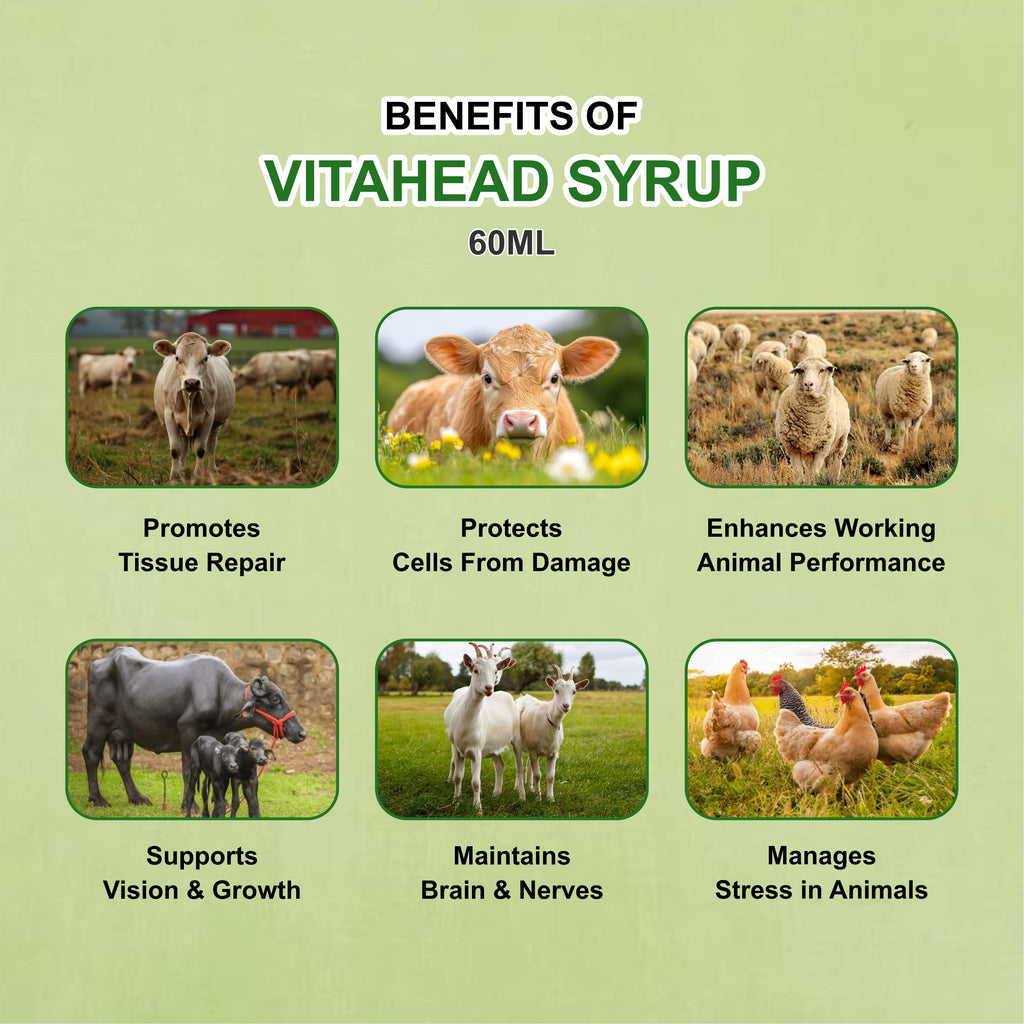 Vita Head Syrup 60ml – Nutritional Veterinary Supplement for Livestock (Pack of 2)