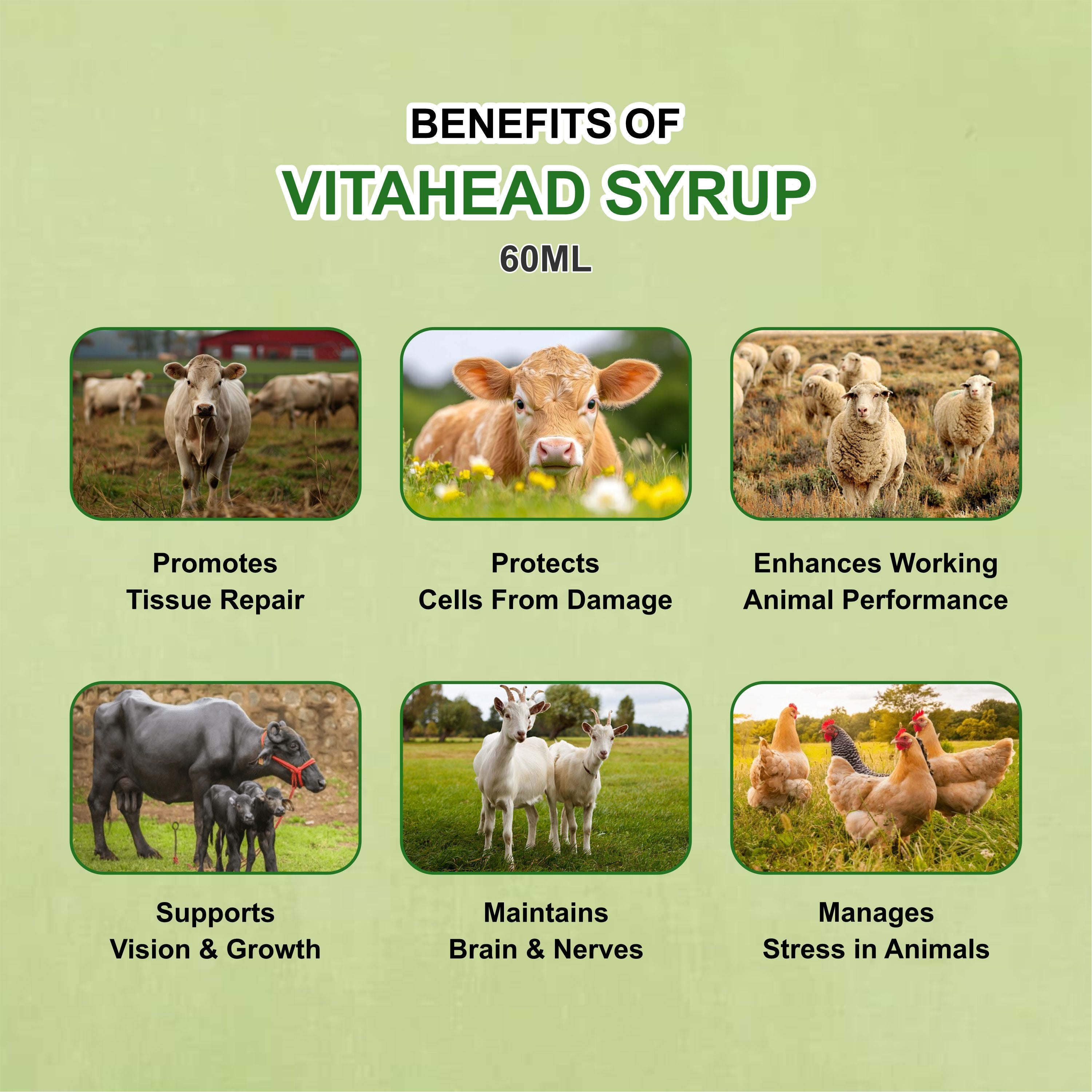 Vita Head Syrup 60ml – Nutritional Veterinary Supplement for Livestock (Pack of 2)