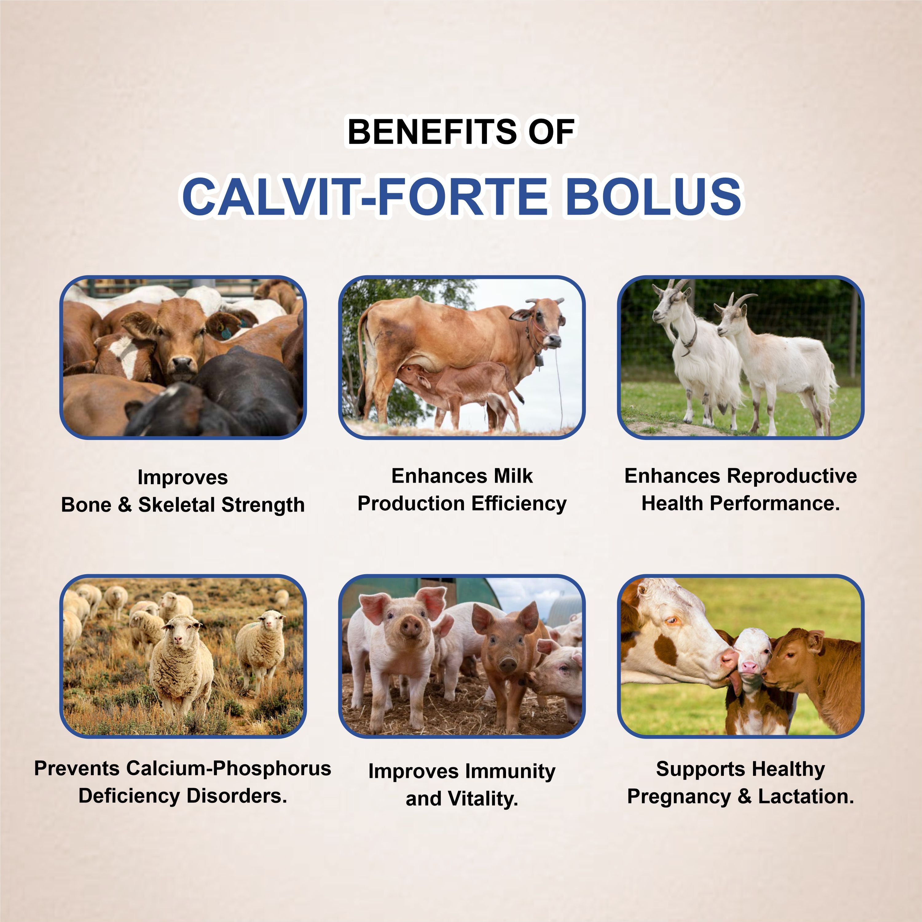 Calvit Forte Bolus – Strong Bones, Better Lactation & Animal Vitality