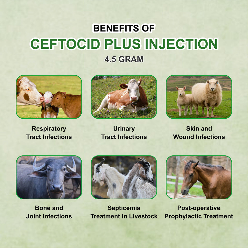 Ceftocid Plus Injection 100ml – Potent Broad-Spectrum Antibiotic for Severe Livestock Infections