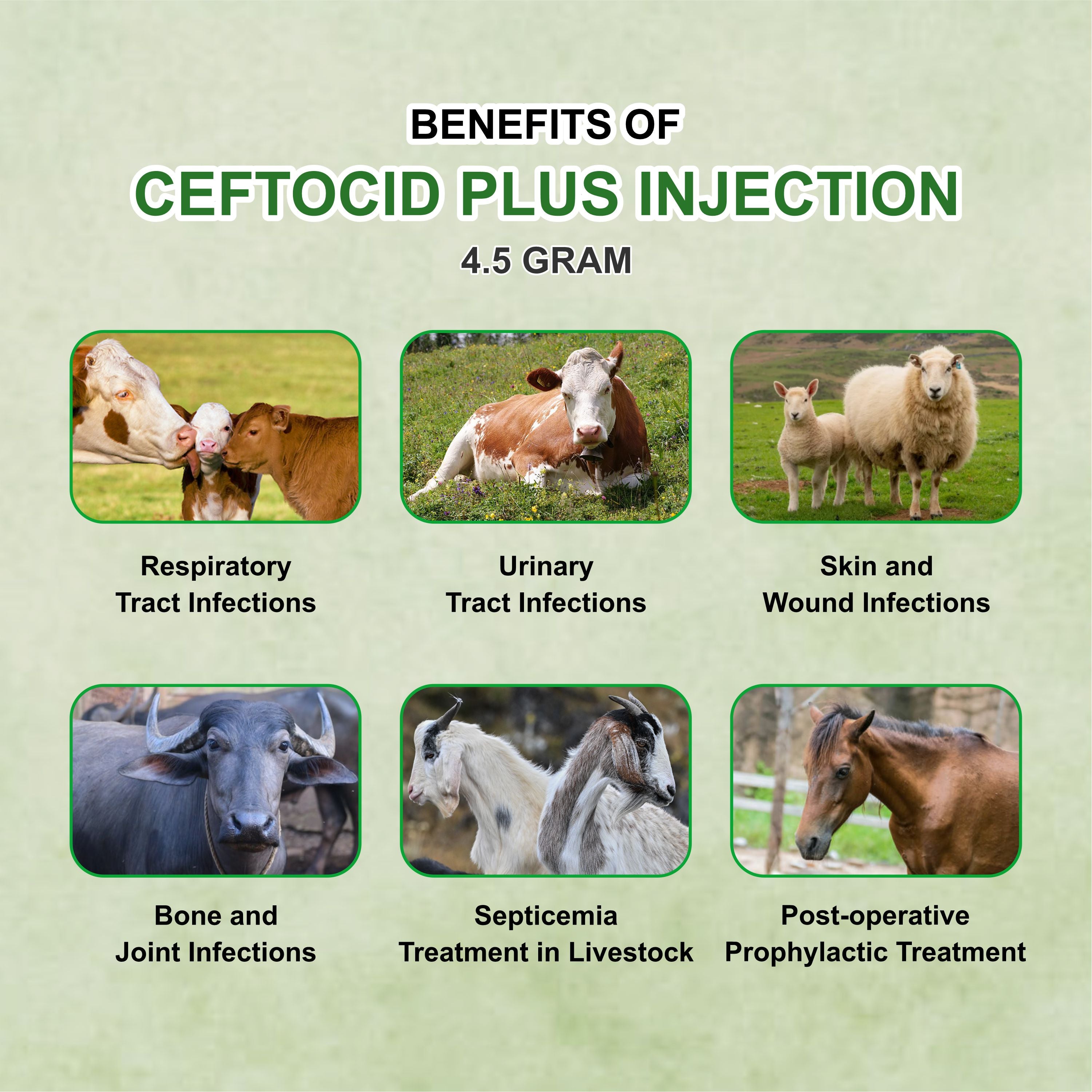 Ceftocid Plus Injection 100ml – Potent Broad-Spectrum Antibiotic for Severe Livestock Infections