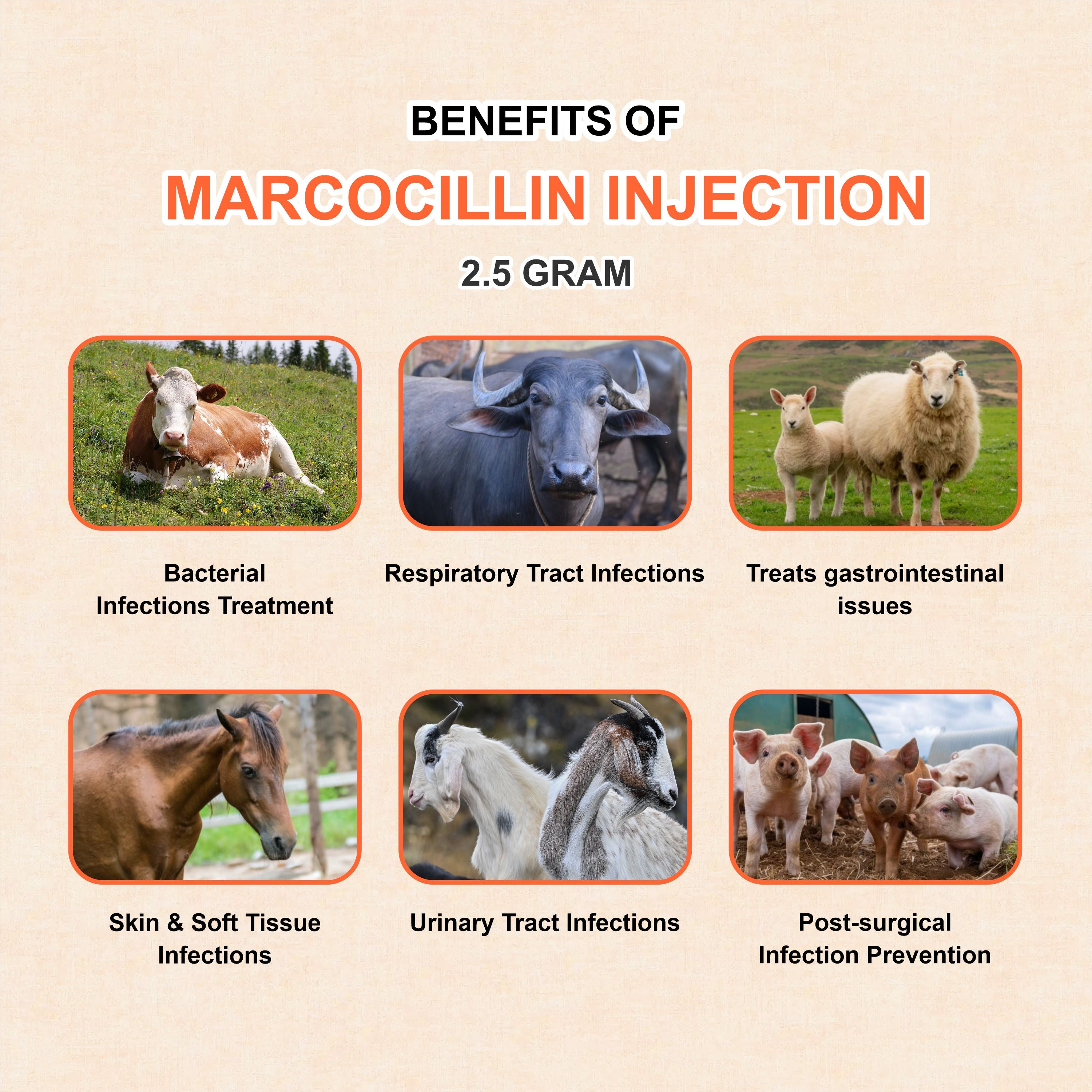Marcocillin Injection 2.5gm Broad-Spectrum Veterinary Antibiotic with Ampicillin for Livestock & Pets (Pack of 3)