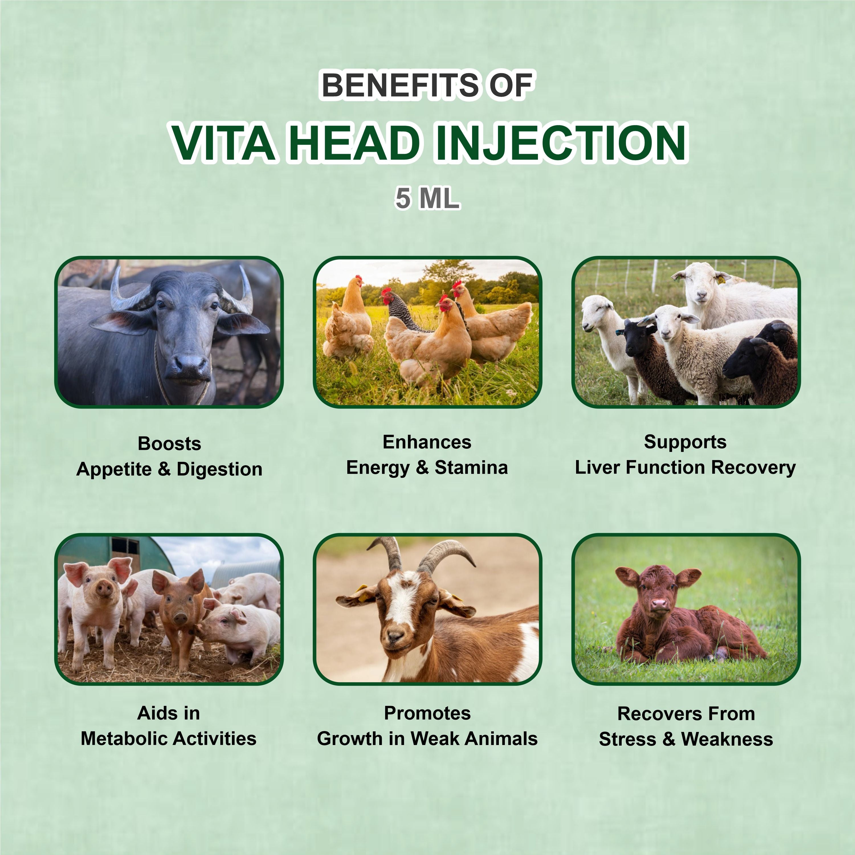 Vita Head Injection 5ml – Complete Injectable Support for Skin, Immunity & Performance in Livestock (Pack of 4)