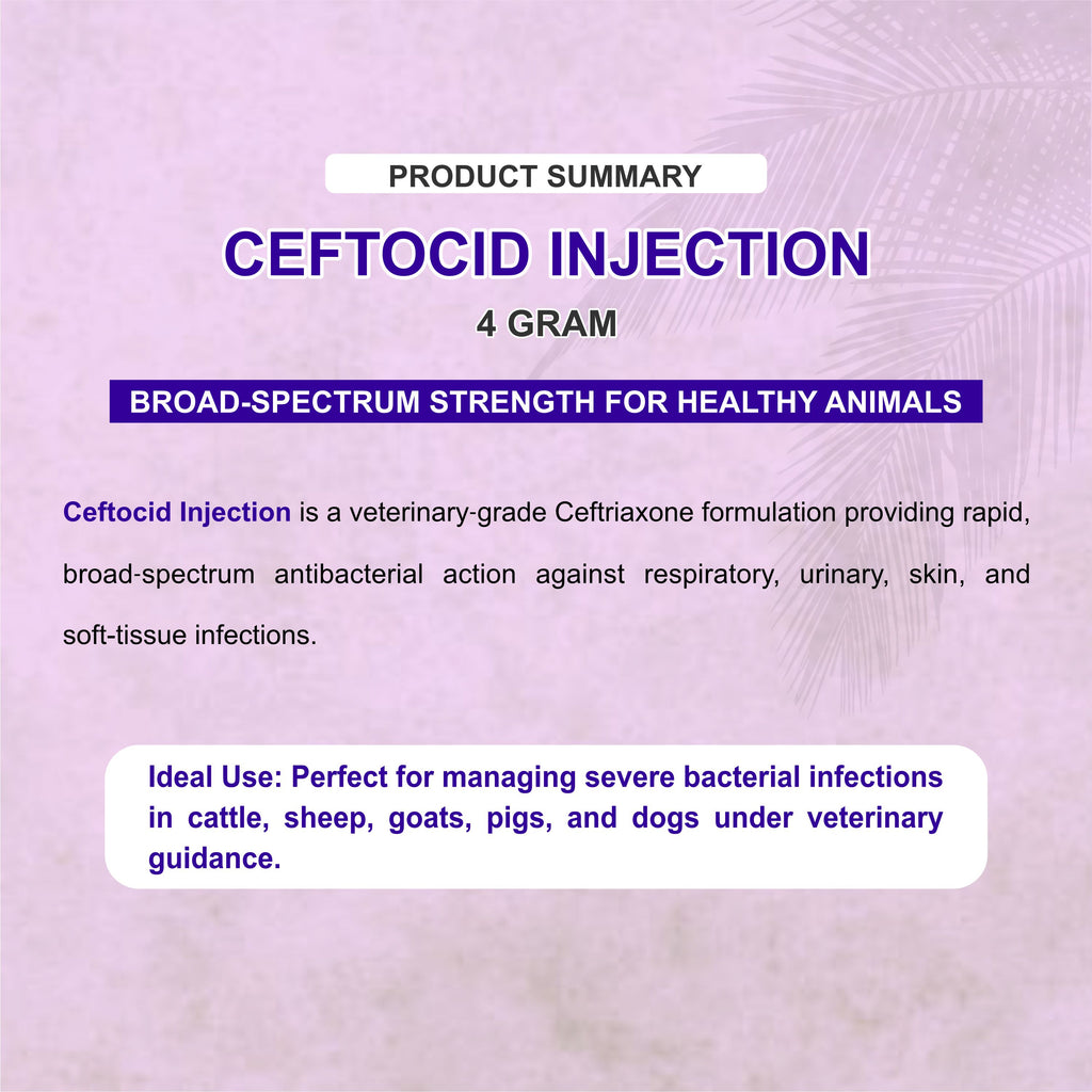 Ceftocid Injection 4GM – Broad-Spectrum Antibiotic Solution for Livestock Infections