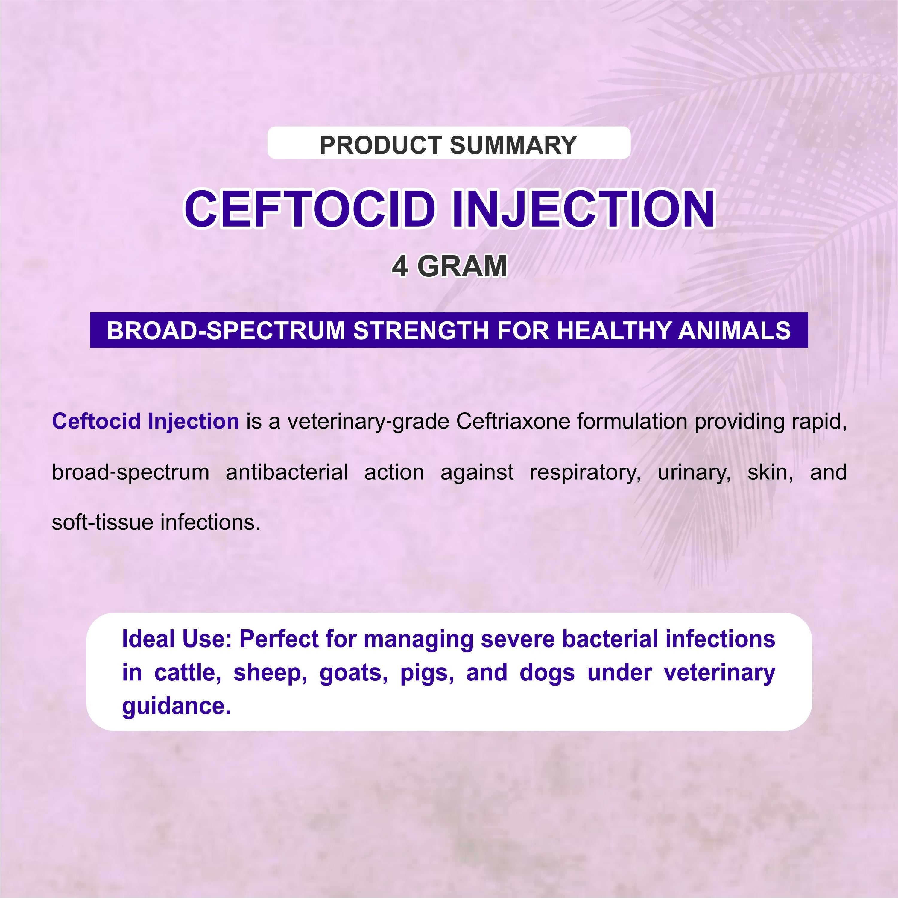 Ceftocid Injection 4GM – Broad-Spectrum Antibiotic Solution for Livestock Infections