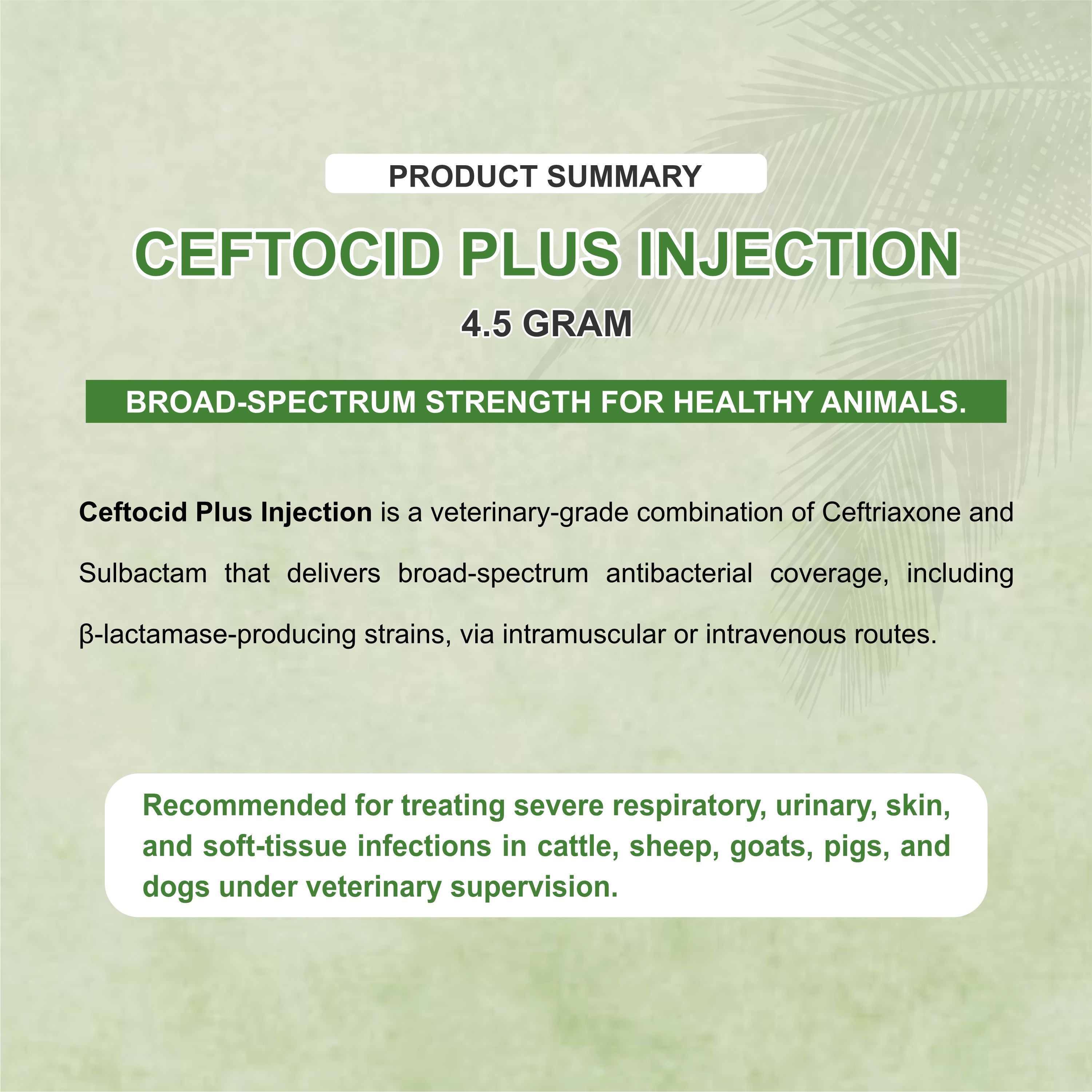 Ceftocid Plus Injection 100ml – Potent Broad-Spectrum Antibiotic for Severe Livestock Infections