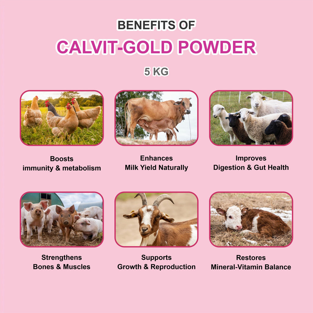 Marc Calvit Gold Powder 5kg – Vitamin, Mineral & Probiotic Tonic for Livestock