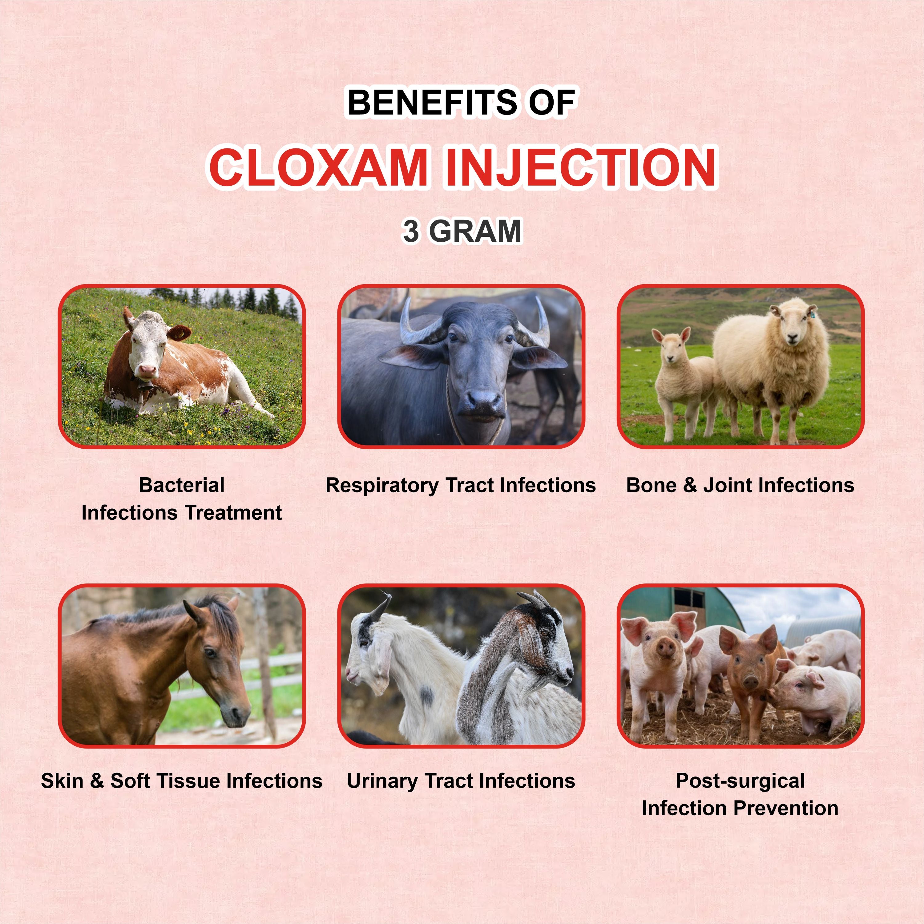 Cloxam Injection 3Gm – Fast-Acting Injectable Antibiotic for Livestock Health (Pack of 3)