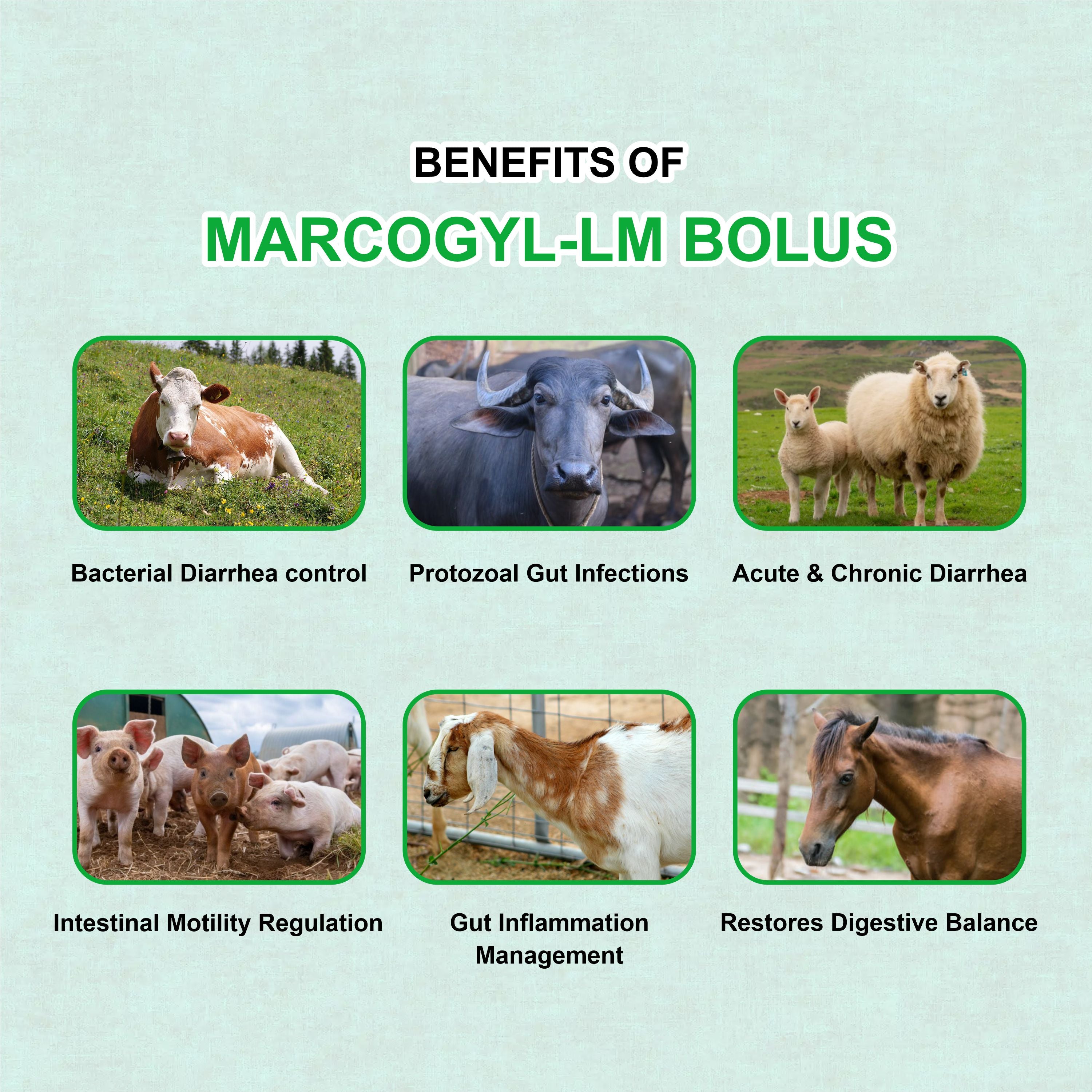 Marcogyl LM Bolus (5X4) – Powerful Veterinary Antidiarrheal & Antimicrobial Suspension