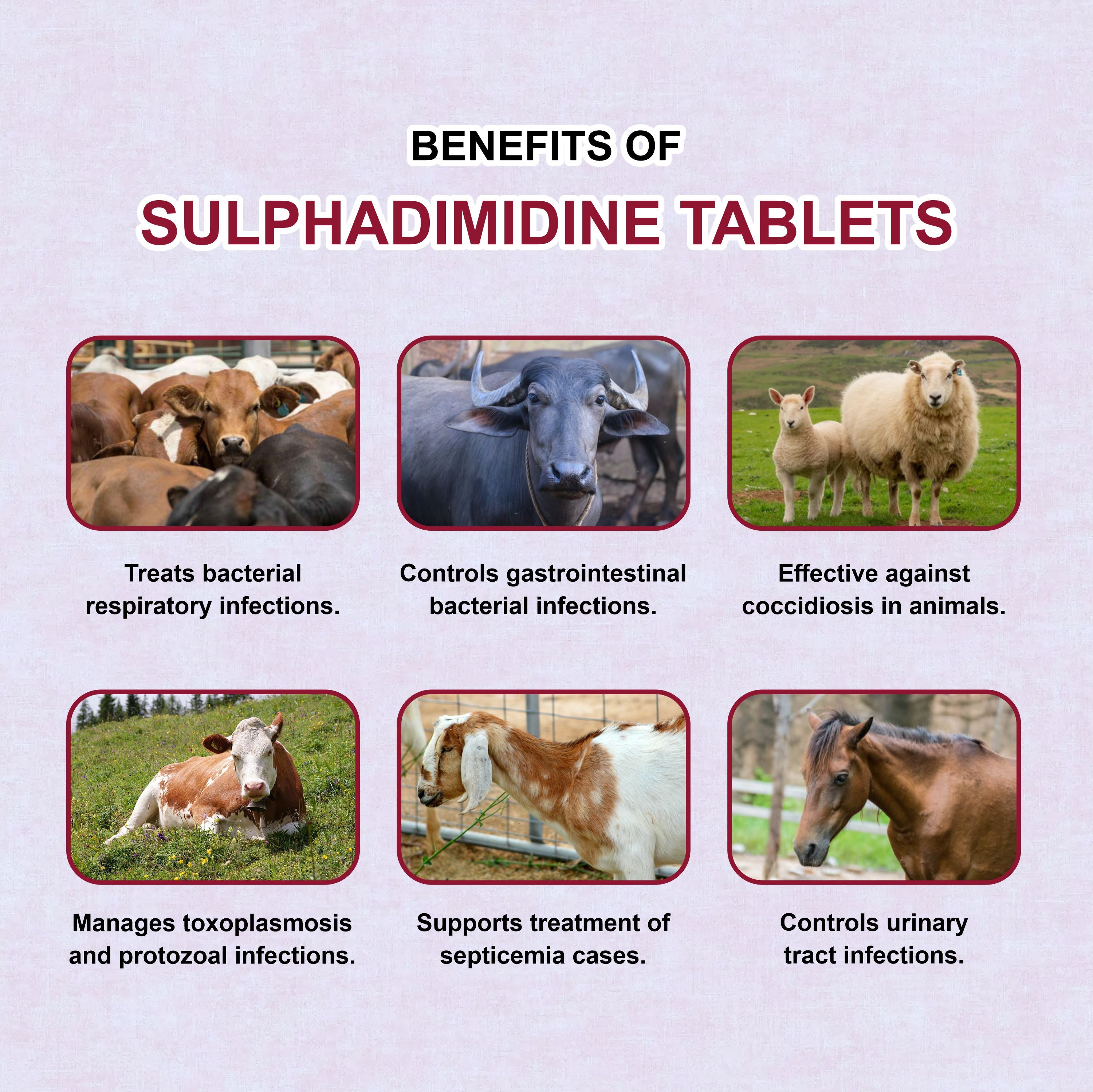 Marc Sulphadimidine Bolus – Broad-Spectrum Antimicrobial for Livestock