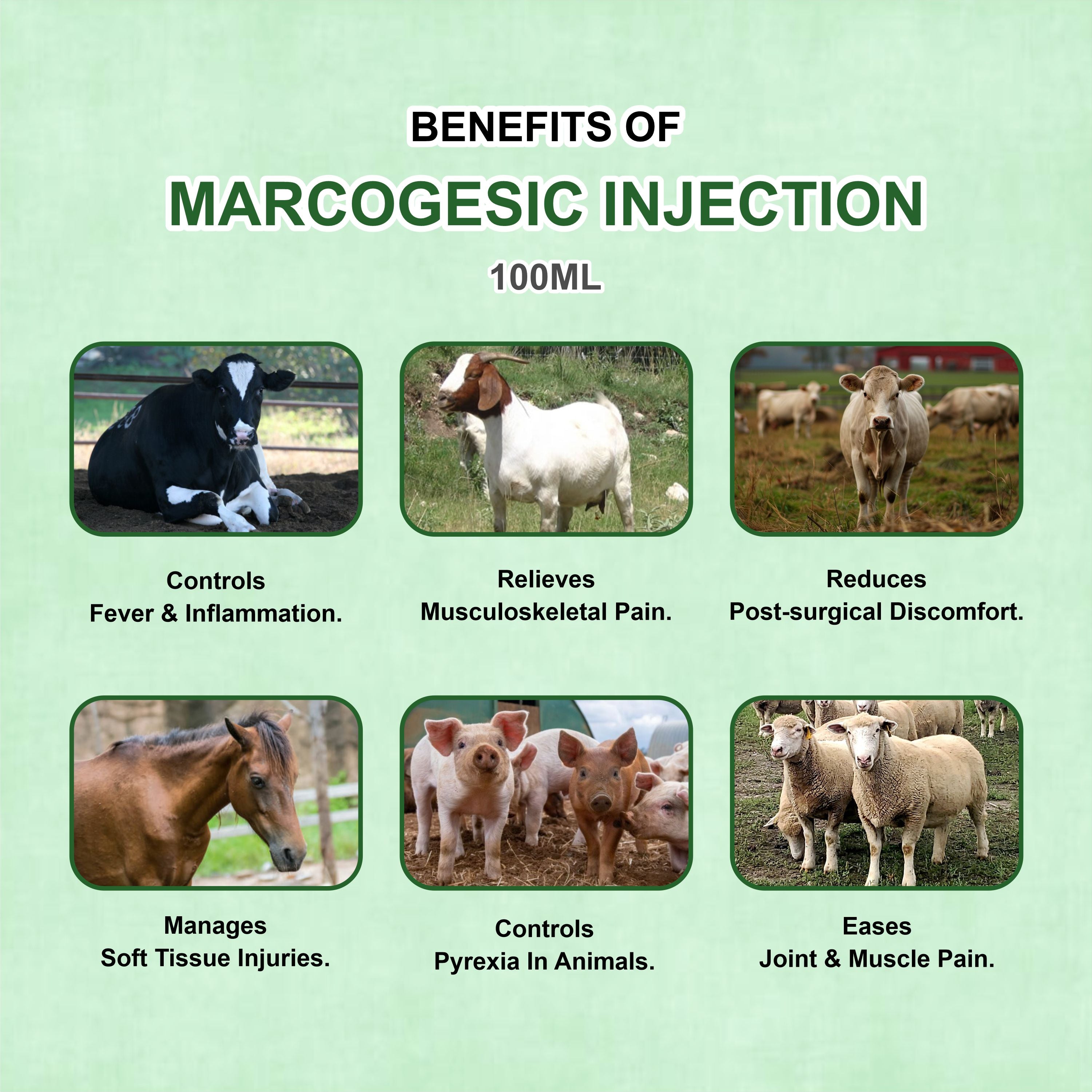 Marcogesic Injection 100ml – Fast-Acting Veterinary Analgesic & Antipyretic Solution (Pack of 2)