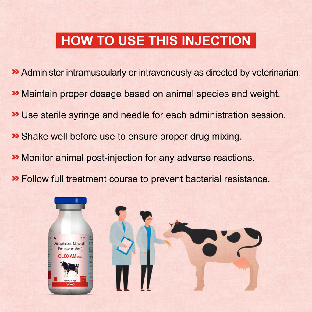 Cloxam Injection 3Gm – Fast-Acting Injectable Antibiotic for Livestock Health (Pack of 3)