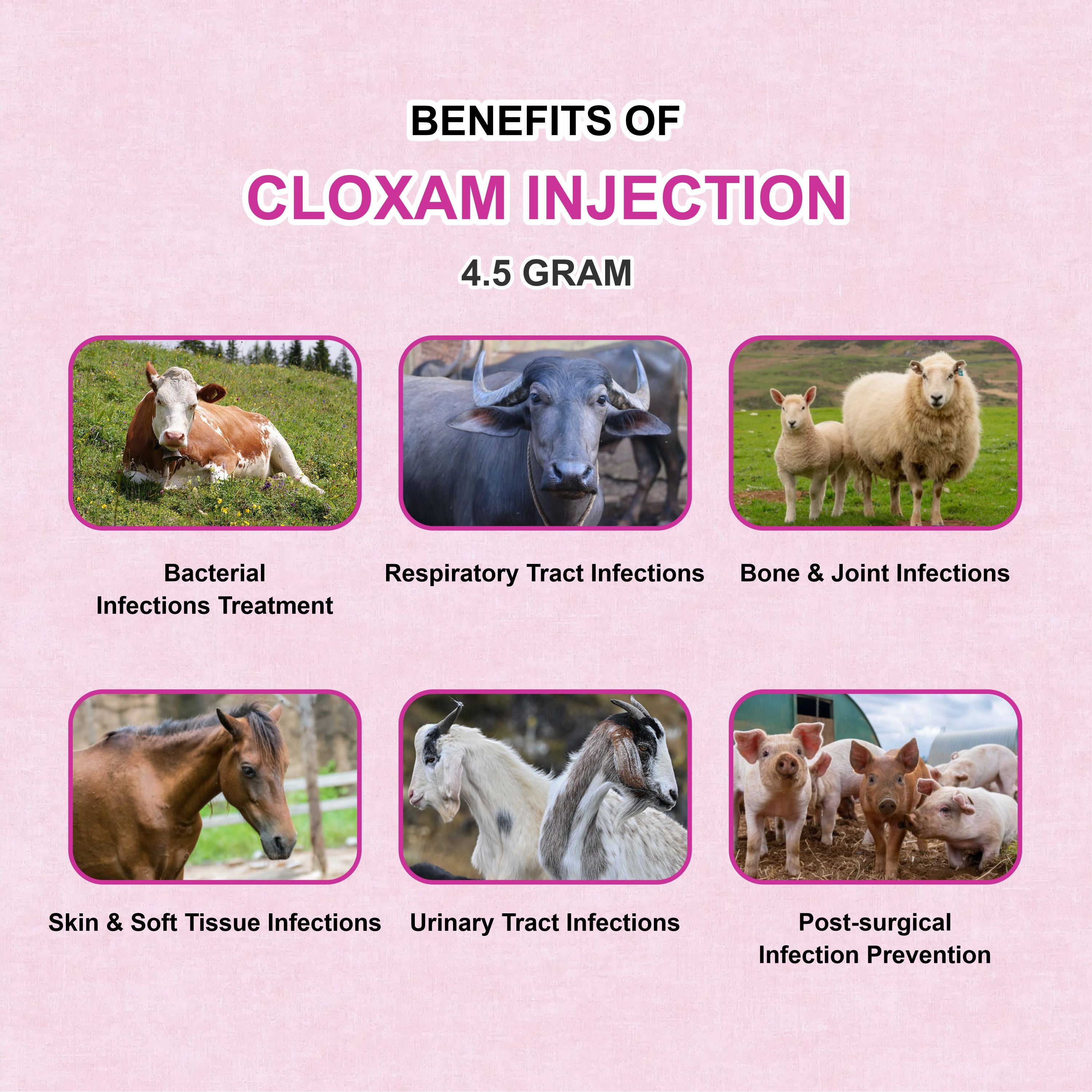 Cloxam Injection 4.5Gm – Fast-Acting Injectable Antibiotic for Livestock Health (Pack of 2)