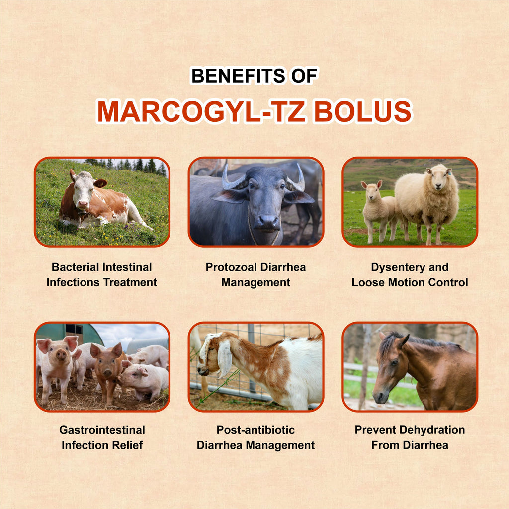 Marcogyl TZ Bolus – Norfloxacin + Tinidazole Veterinary Bolus