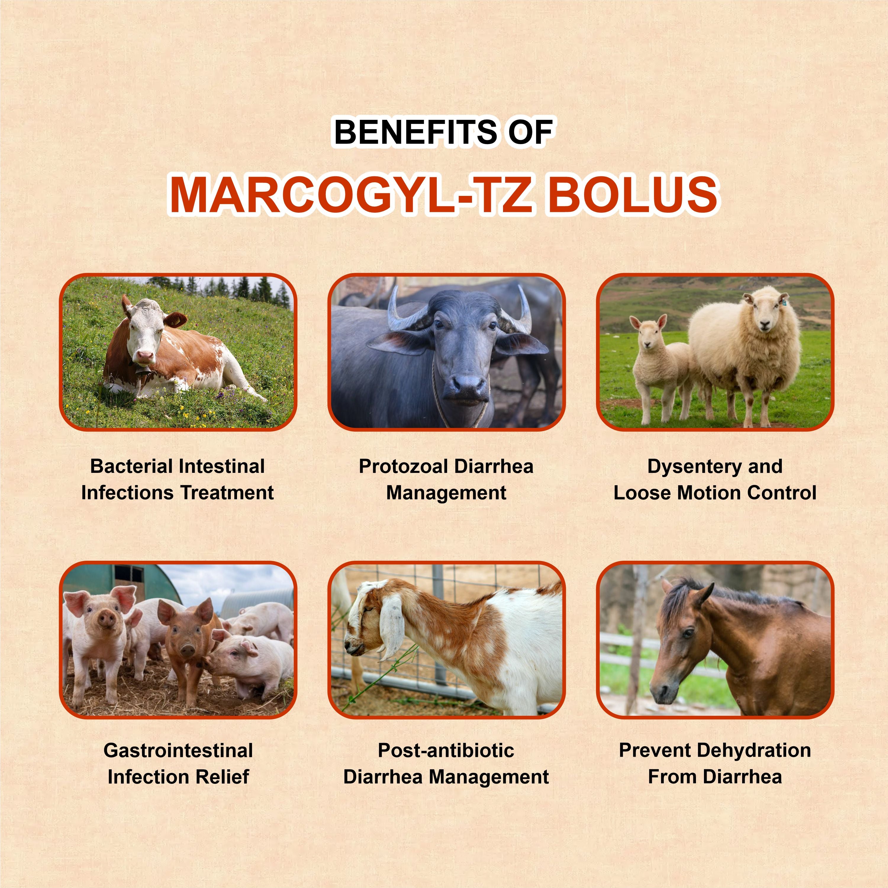 Marcogyl TZ Bolus – Norfloxacin + Tinidazole Veterinary Bolus